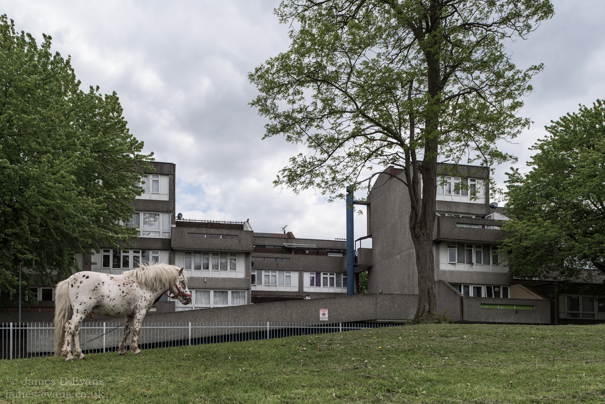 Nikon D750 + Nikon PC-E Nikkor 24mm F3.5D ED Tilt-Shift sample photo. Harrow manorway horse - thamesmead photography