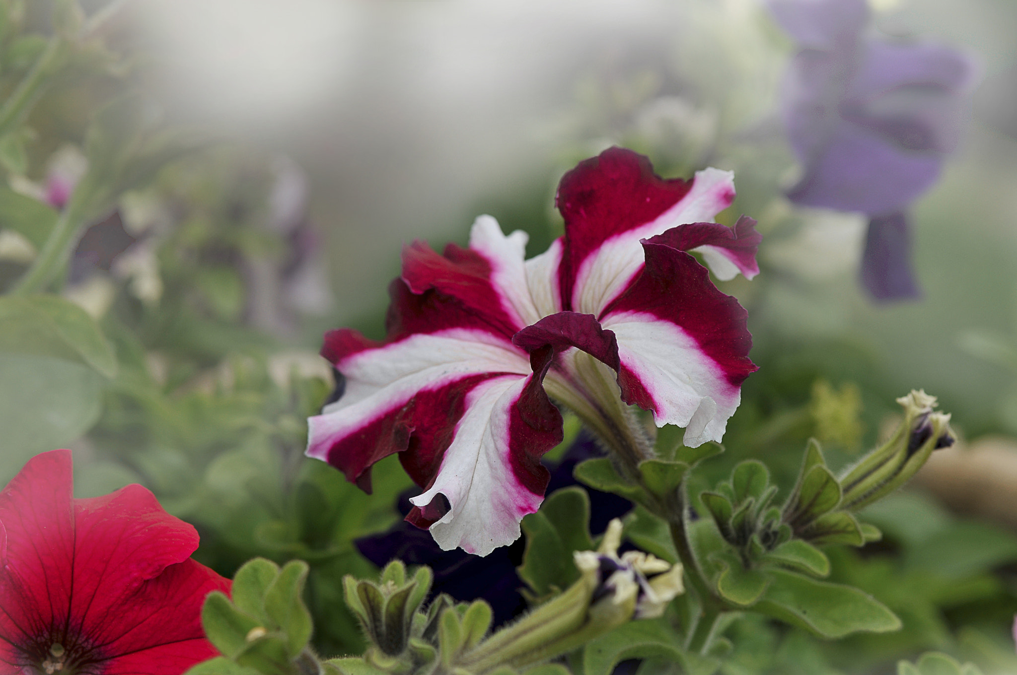 Nikon D300 + AF Micro-Nikkor 105mm f/2.8 sample photo. Цветы " Петунья" photography