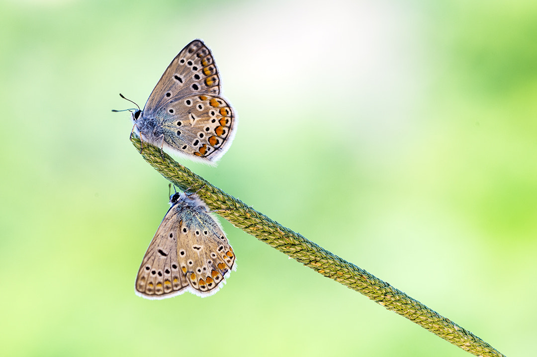 ZEISS Makro-Planar T* 100mm F2 sample photo. Butterfly photography
