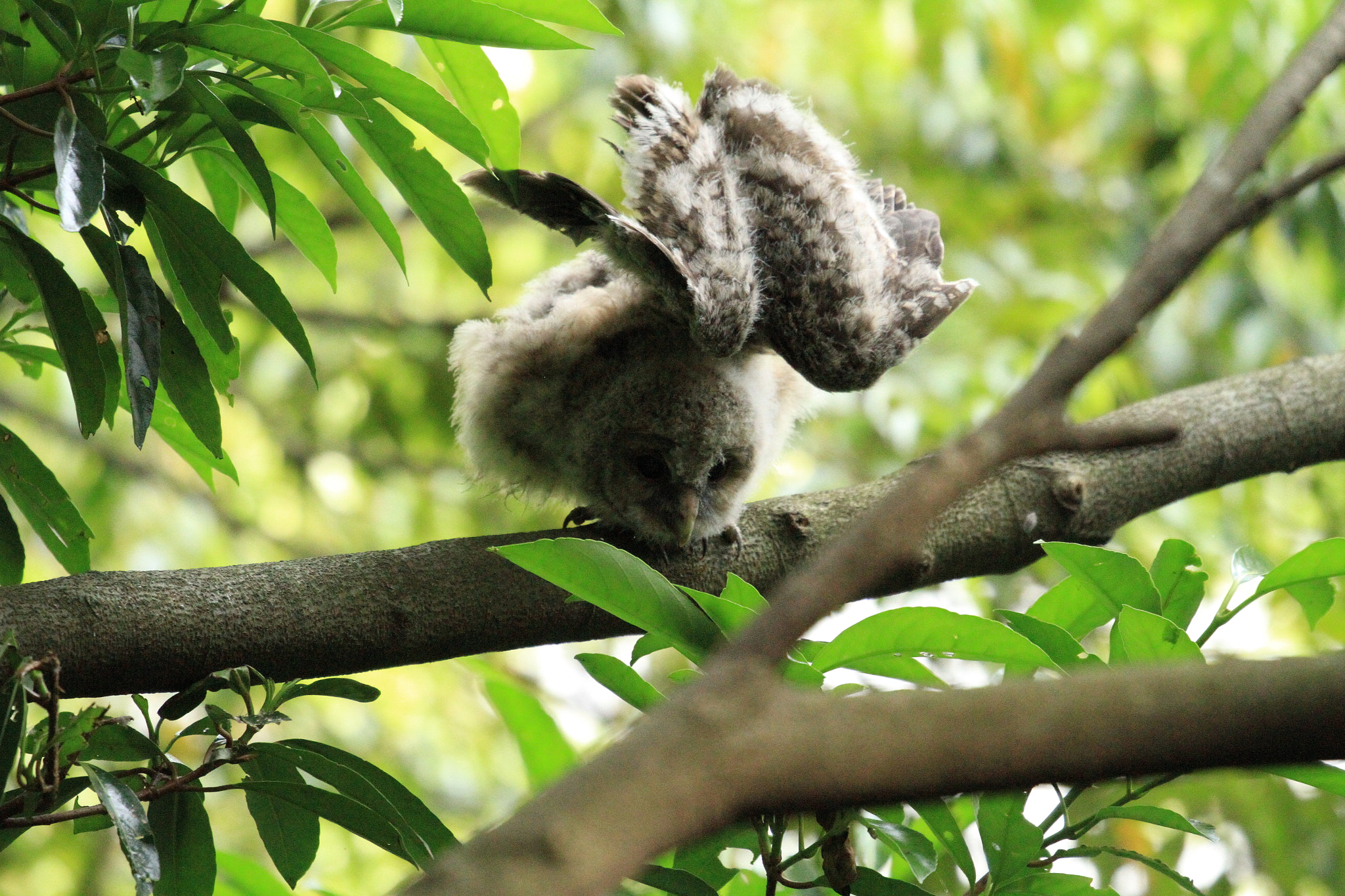 Canon EOS 7D + Canon EF 100-400mm F4.5-5.6L IS II USM sample photo. Owl  フクロウ 幼鳥 photography