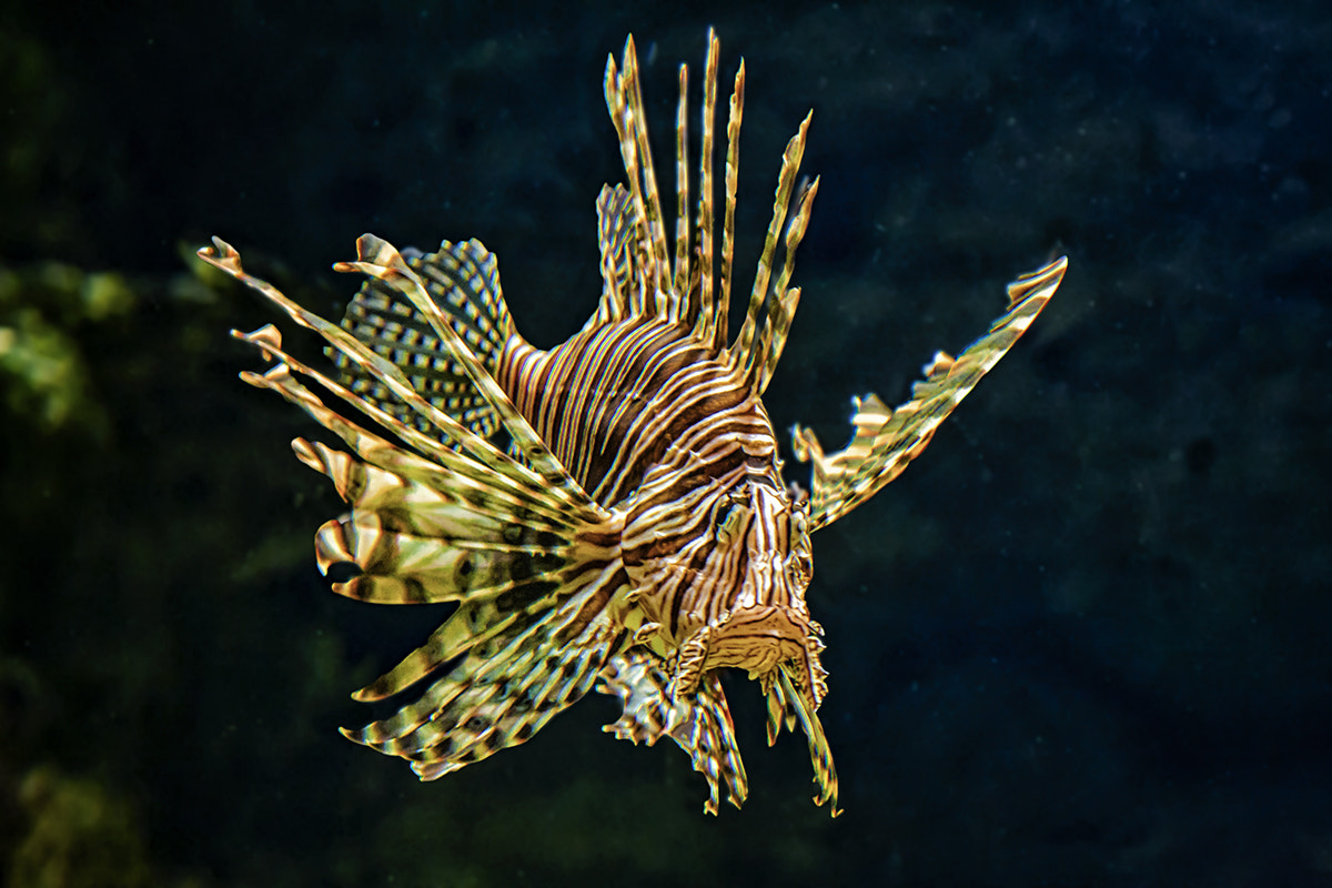 Canon EOS 40D sample photo. Rotfeuerfisch photography