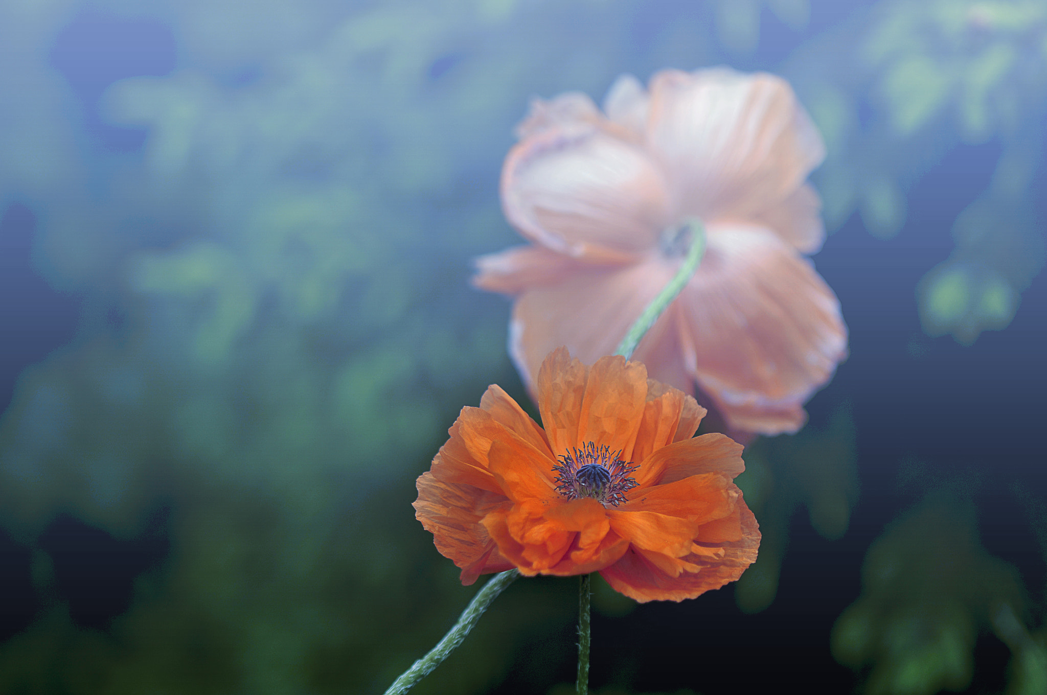Nikon D300 + AF Micro-Nikkor 105mm f/2.8 sample photo. Смотрящие в разные стороны photography