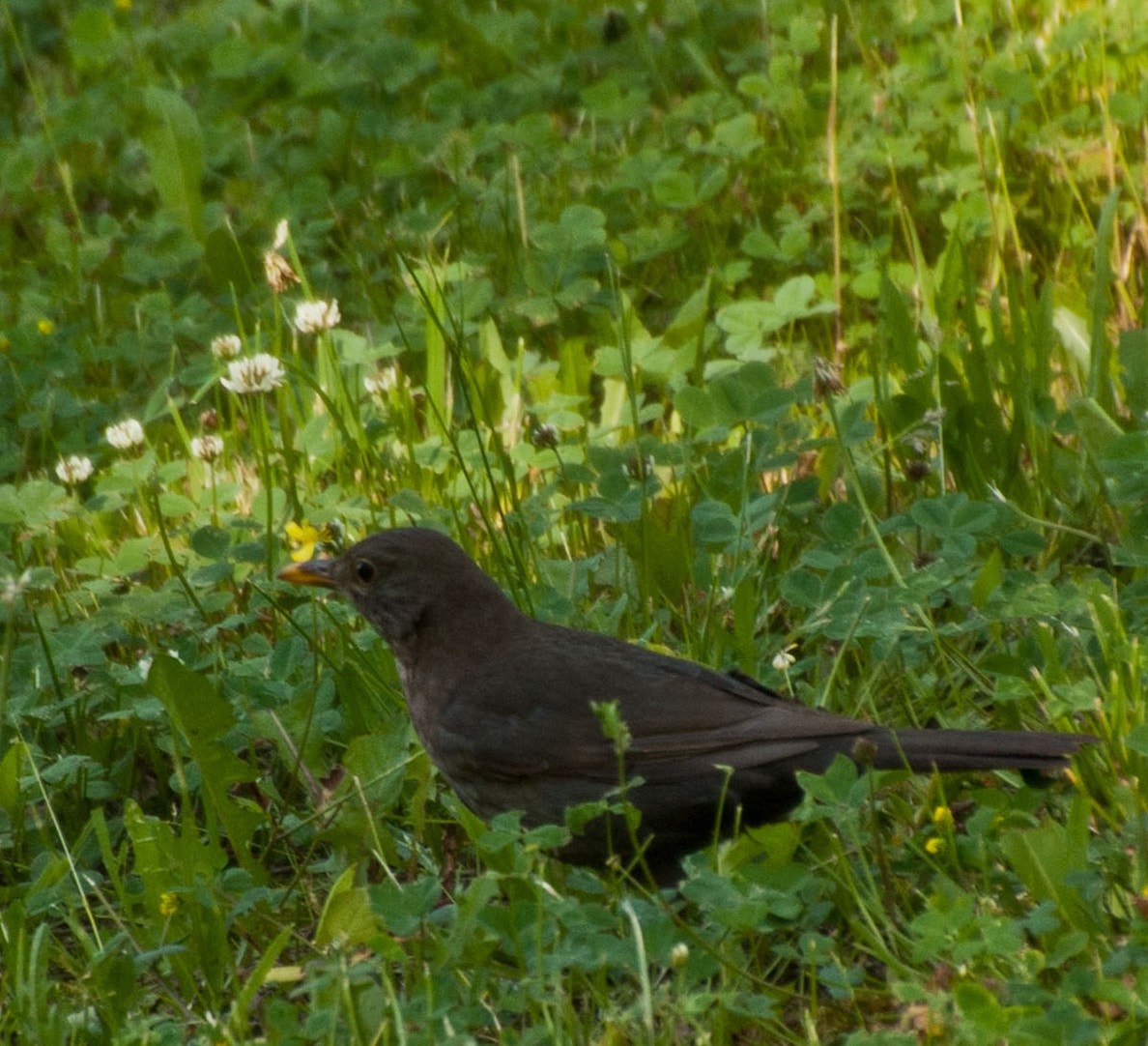 Sony Alpha DSLR-A300 + DT 18-270mm F3.5-6.3 SSM sample photo. Kos zwyczajny  (turdus merula) samiec photography