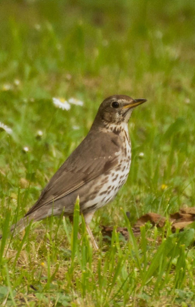 Sony Alpha DSLR-A300 + DT 18-270mm F3.5-6.3 SSM sample photo. Kos zwyczajny  (turdus merula) samica photography