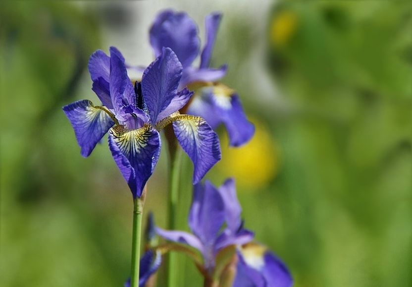 Sony Alpha DSLR-A290 sample photo. Siberian iris photography