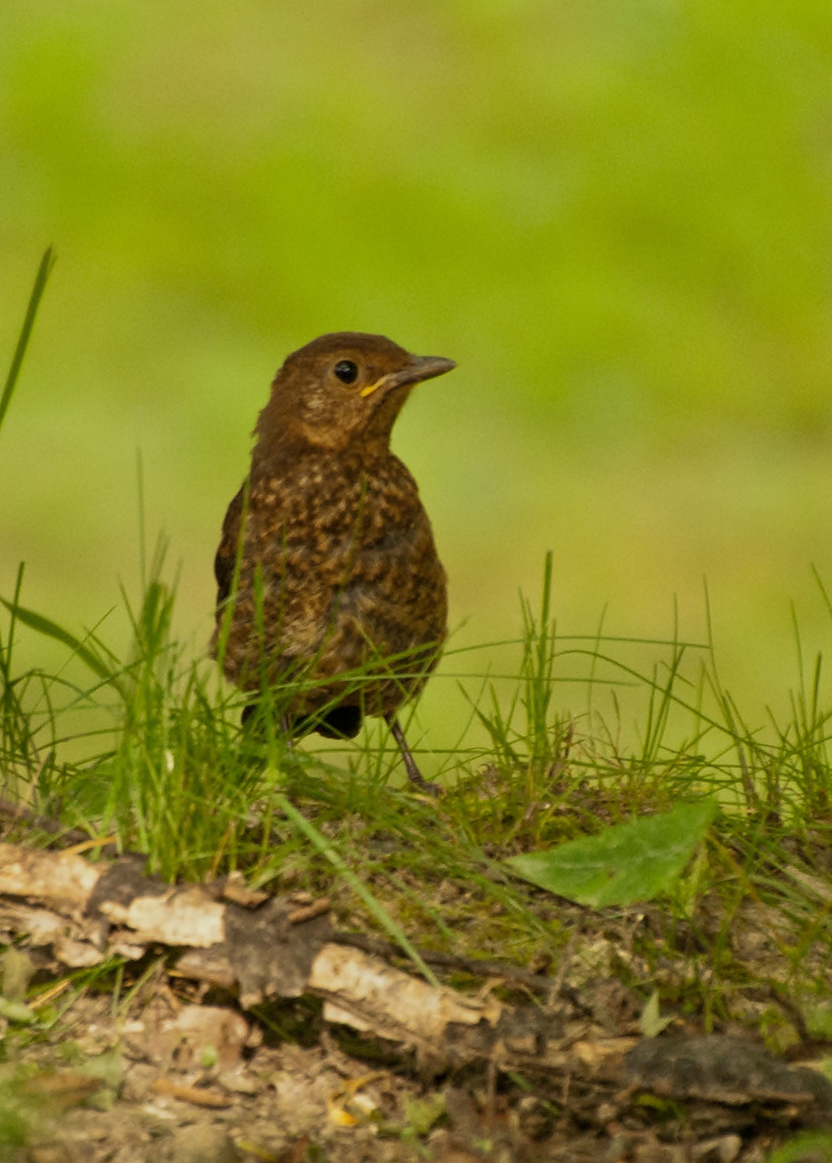 Sony Alpha DSLR-A300 + DT 18-270mm F3.5-6.3 SSM sample photo. Kos zwyczajny  (turdus merula) młode photography
