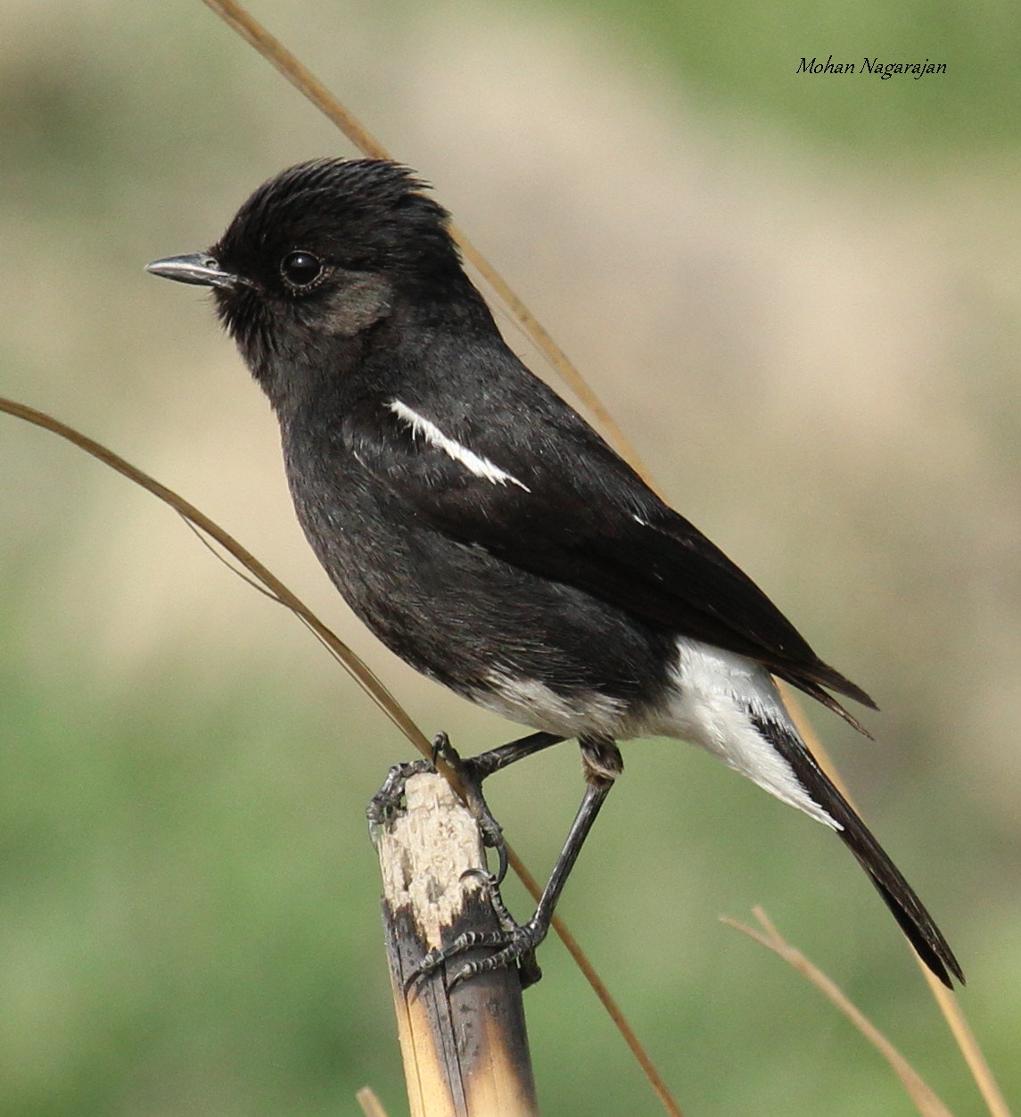 Canon EOS 550D (EOS Rebel T2i / EOS Kiss X4) + Canon EF 100-400mm F4.5-5.6L IS USM sample photo. Pied bushchat photography