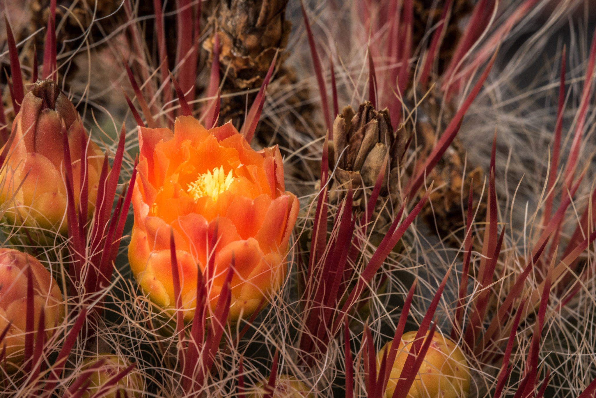 Nikon D810 + Nikon AF Micro-Nikkor 200mm F4D ED-IF sample photo. Orange cactus photography