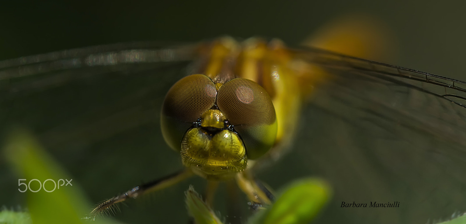 Sigma 150mm F2.8 EX DG OS Macro HSM sample photo. Lo sguardo photography