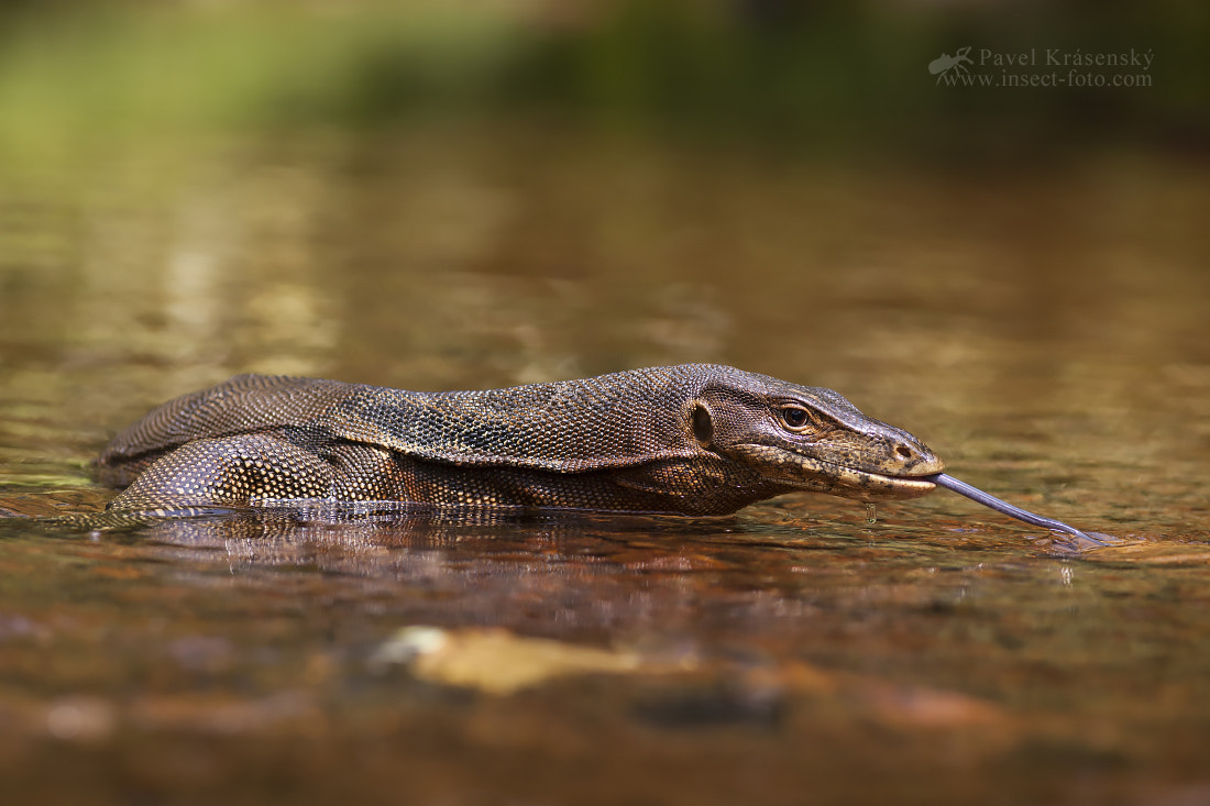 Canon EF 200mm F2.8L II USM sample photo. Varanus salvator from sumatra photography