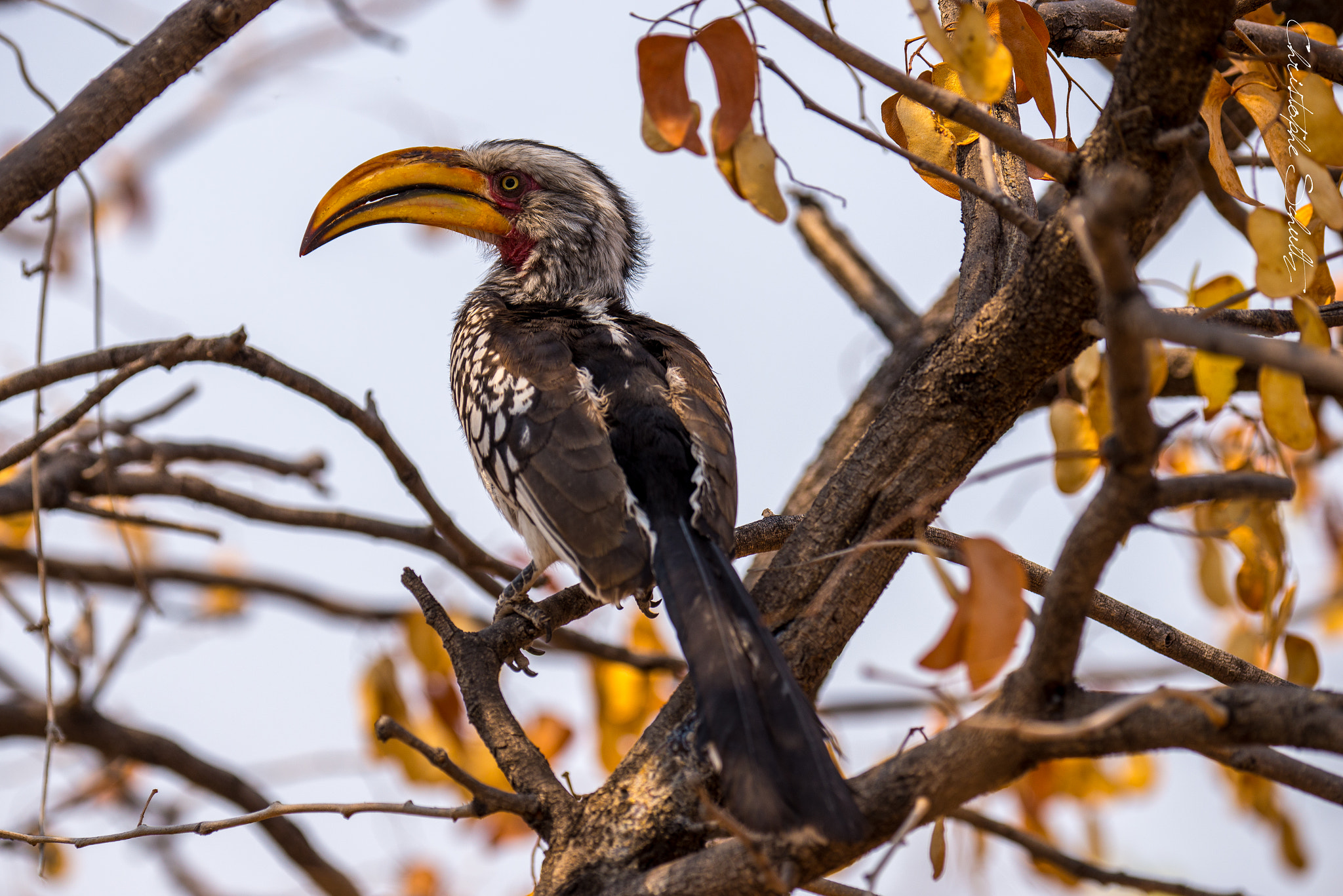 Nikon D600 sample photo. Southern yellow-billed hornbill photography