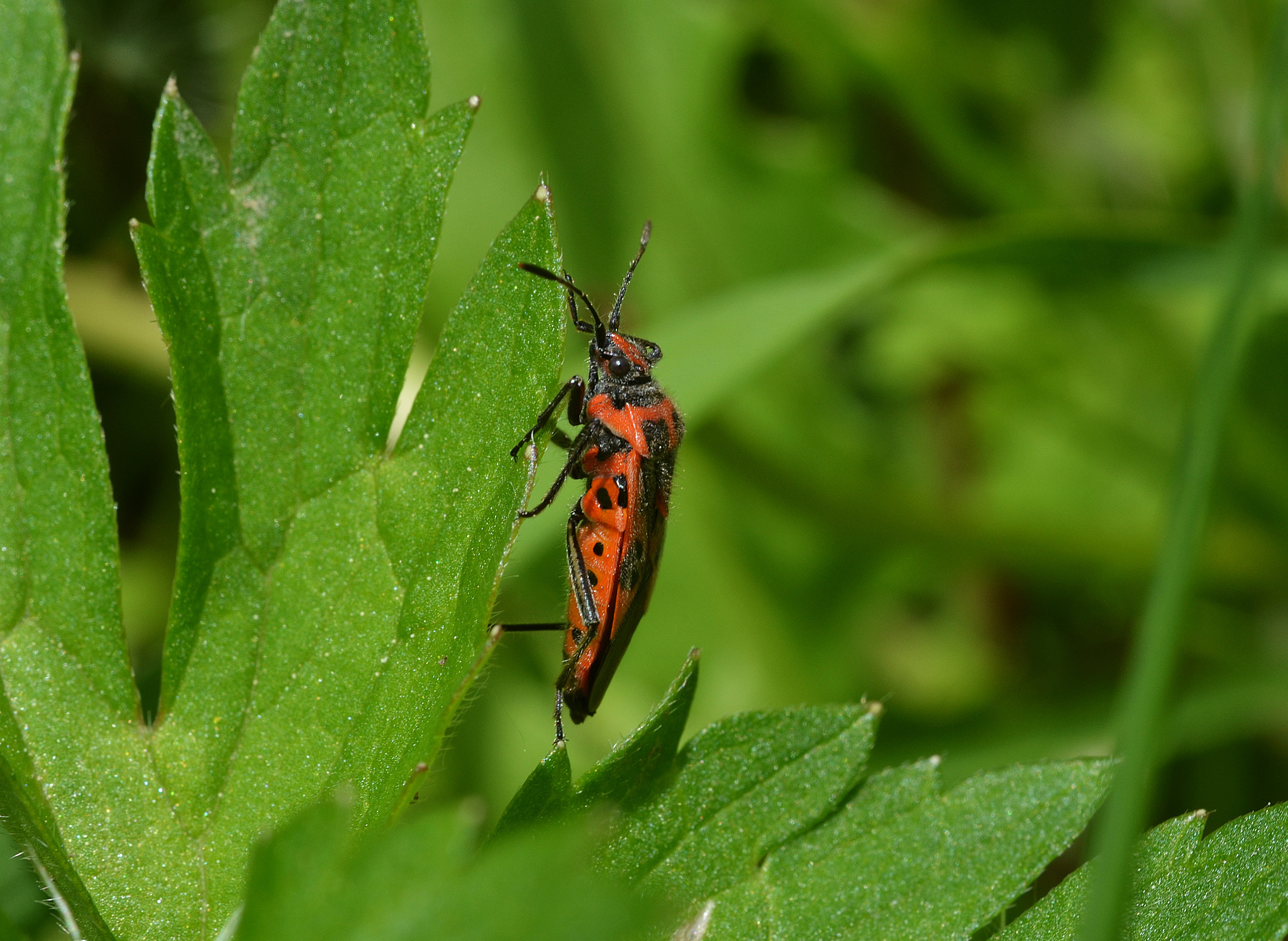 Nikon D5100 + Sigma 50mm F2.8 EX DG Macro sample photo. Climbing photography