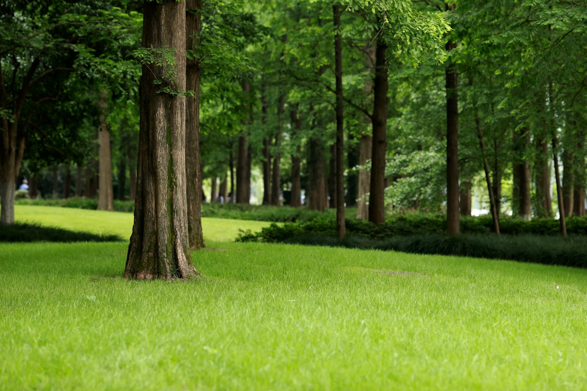 Canon EF 135mm F2L USM sample photo