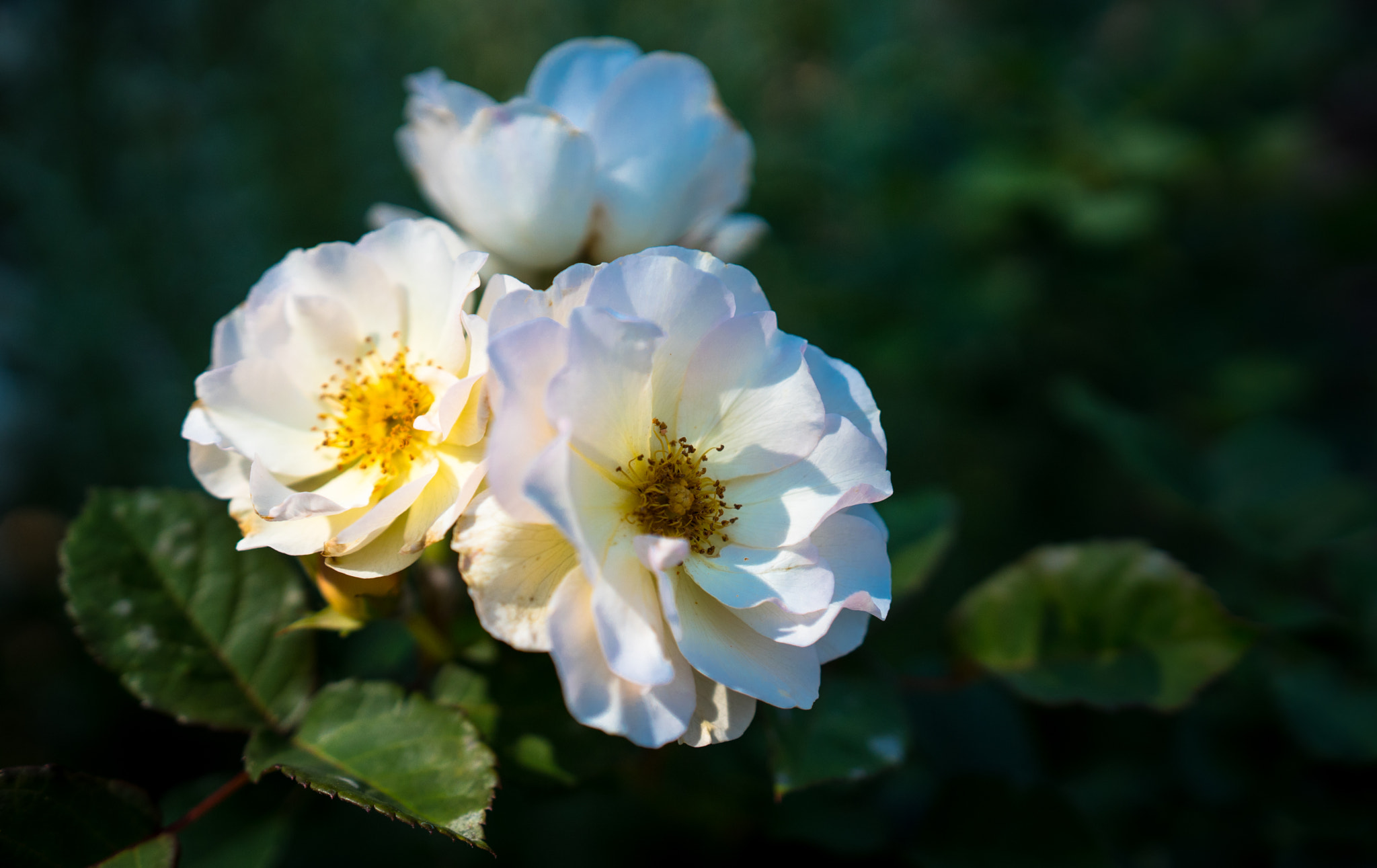 Sony a6300 + 18-35mm F1.8 DC HSM | Art 013 sample photo. White roses photography