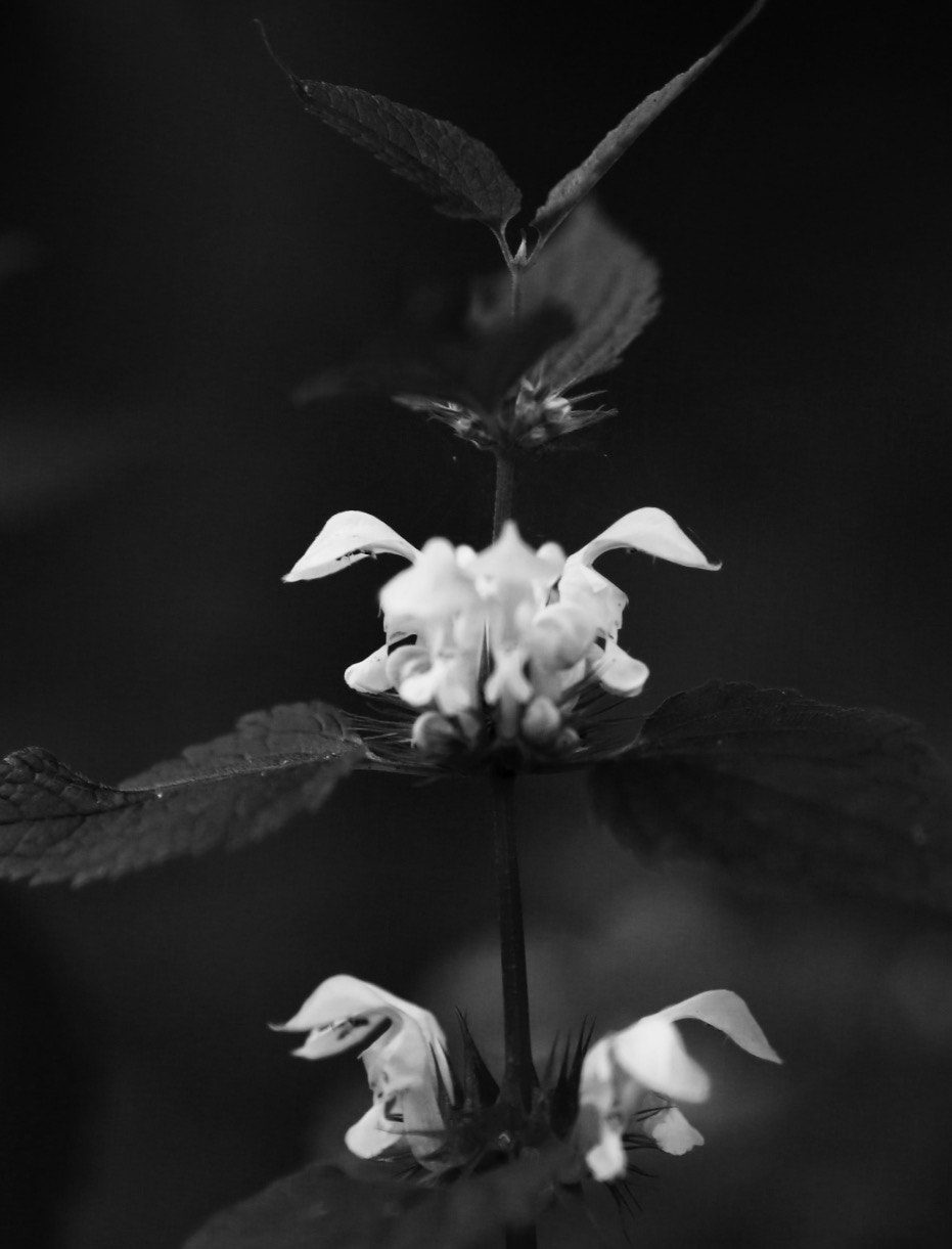 Canon EF 135mm F2L USM sample photo