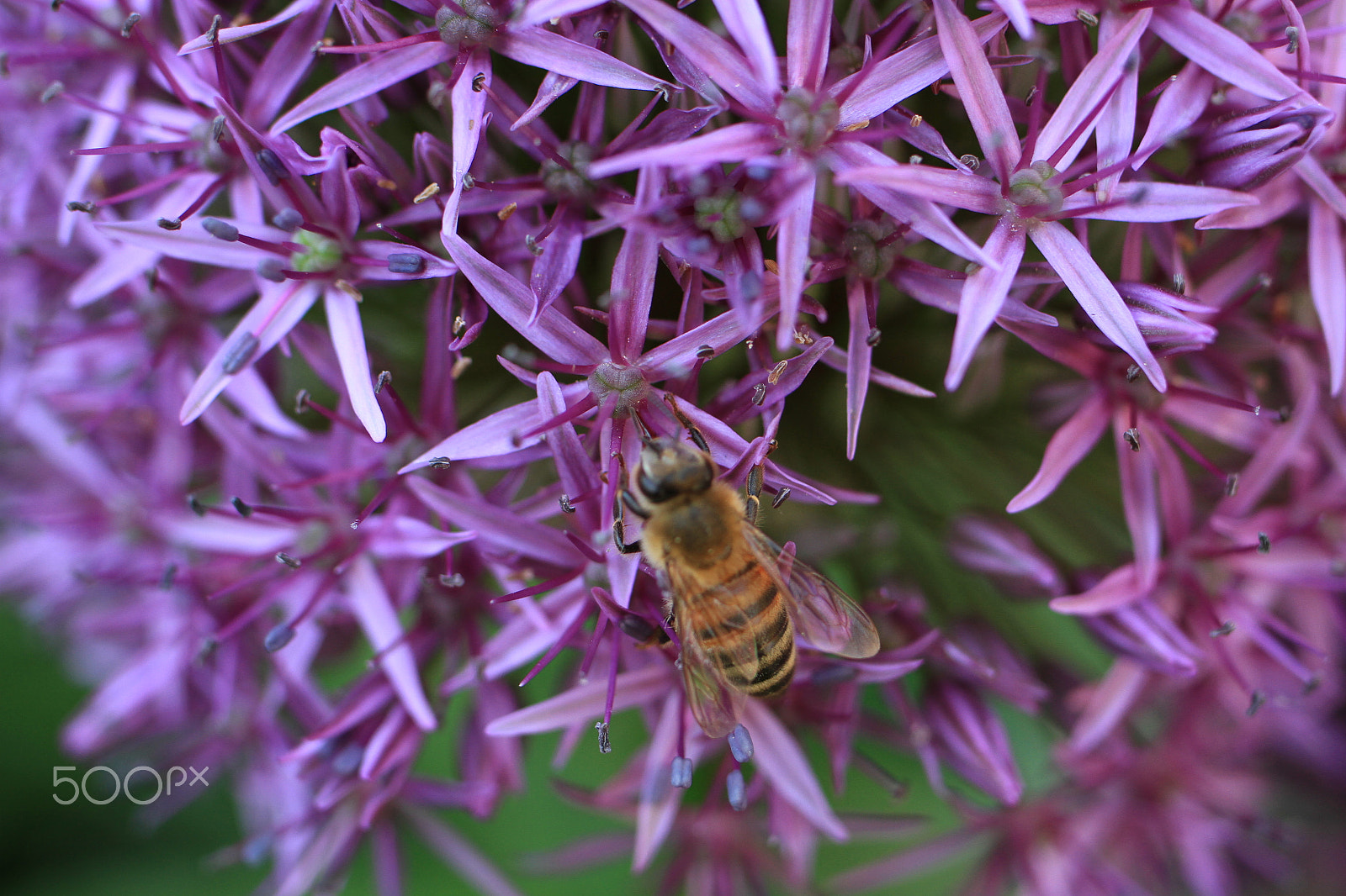 Tamron SP 35mm F1.8 Di VC USD sample photo. Wasp photography
