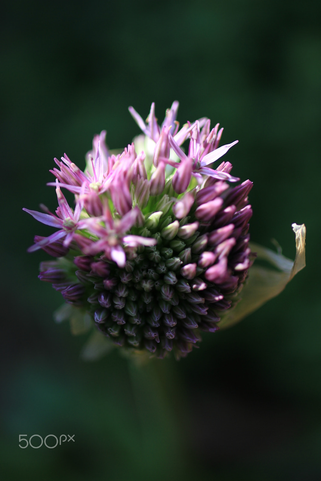 Tamron SP 35mm F1.8 Di VC USD sample photo. Flower photography
