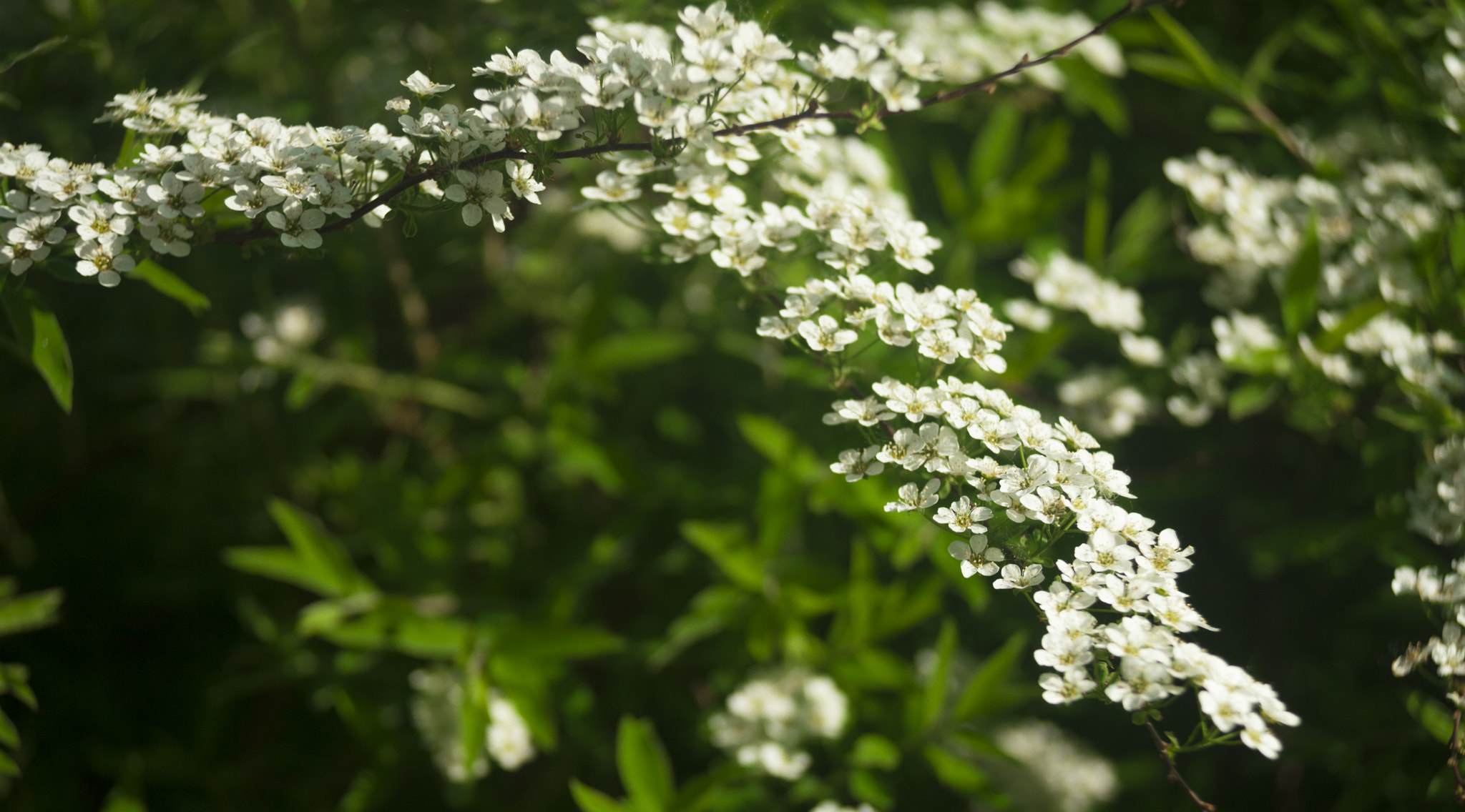 Canon EF 35-105mm f/3.5-4.5 sample photo. Bush photography