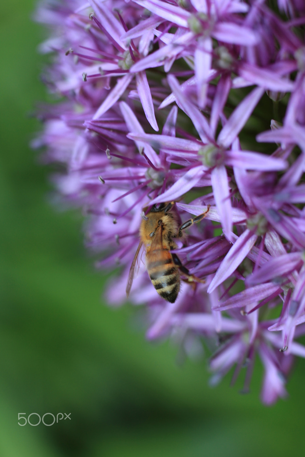 Tamron SP 35mm F1.8 Di VC USD sample photo. Wasp photography