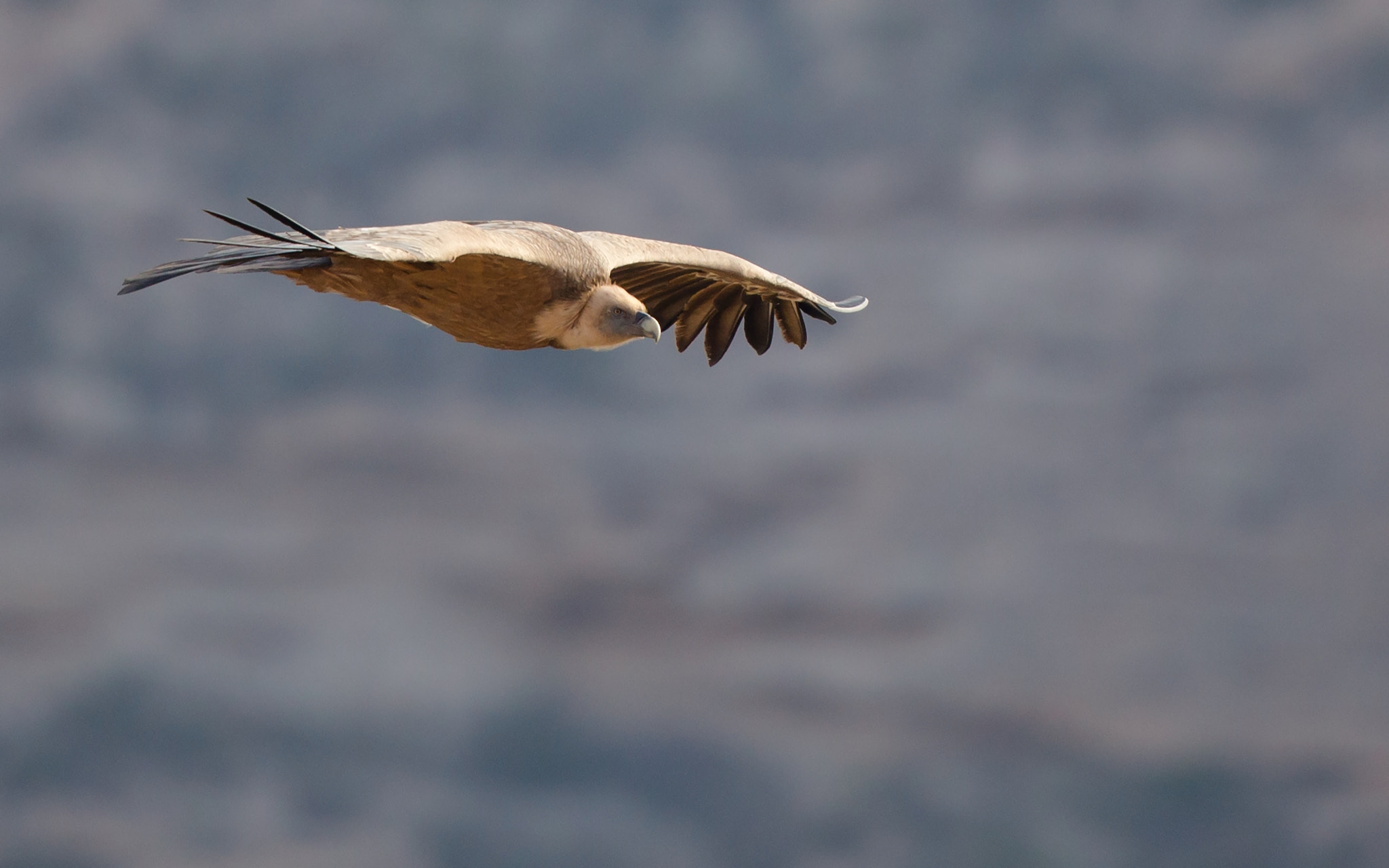Canon EOS 6D + Canon EF 500mm F4L IS II USM sample photo. Griffon vulture photography