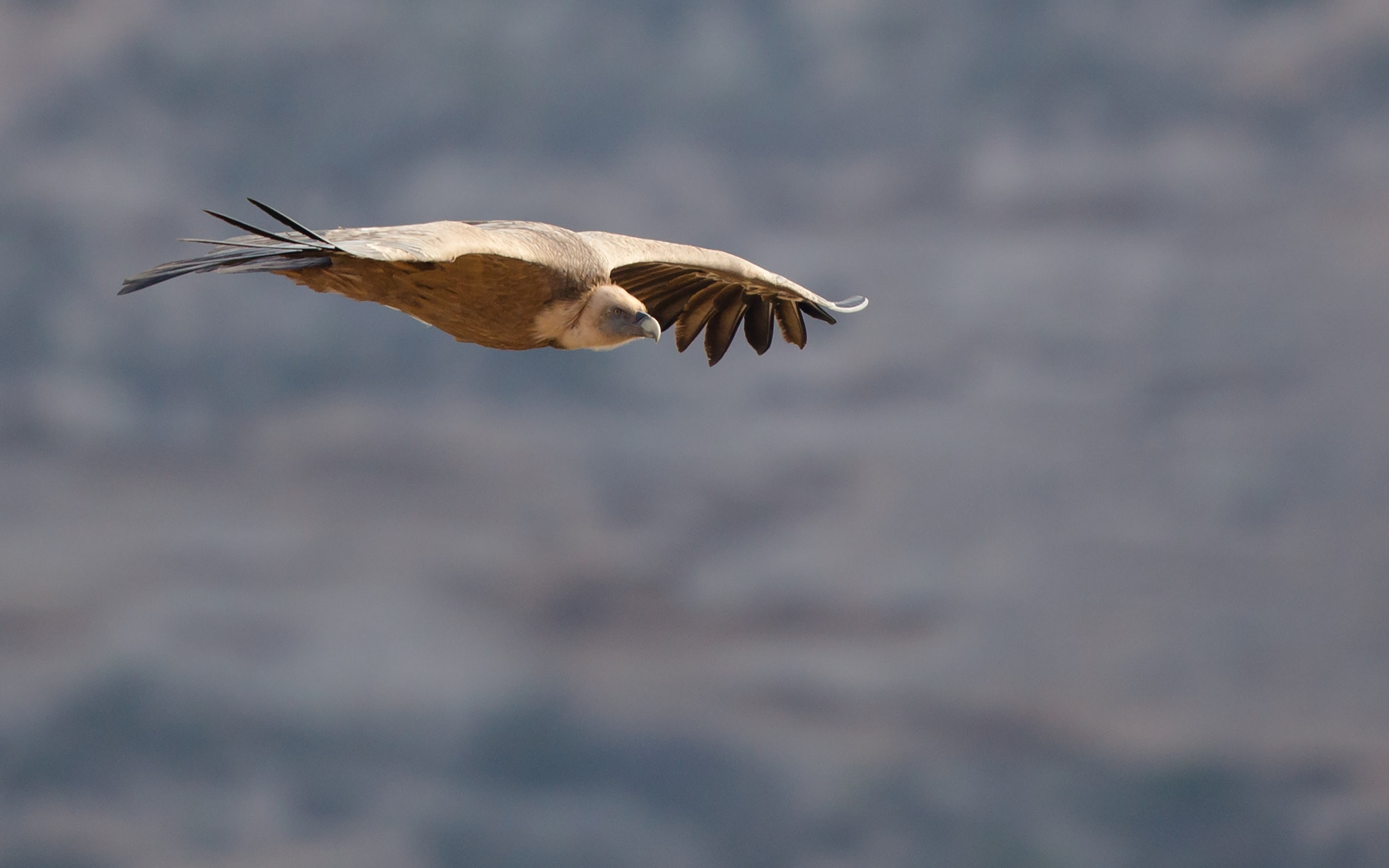 Canon EF 500mm F4L IS II USM sample photo. Griffon vulture photography