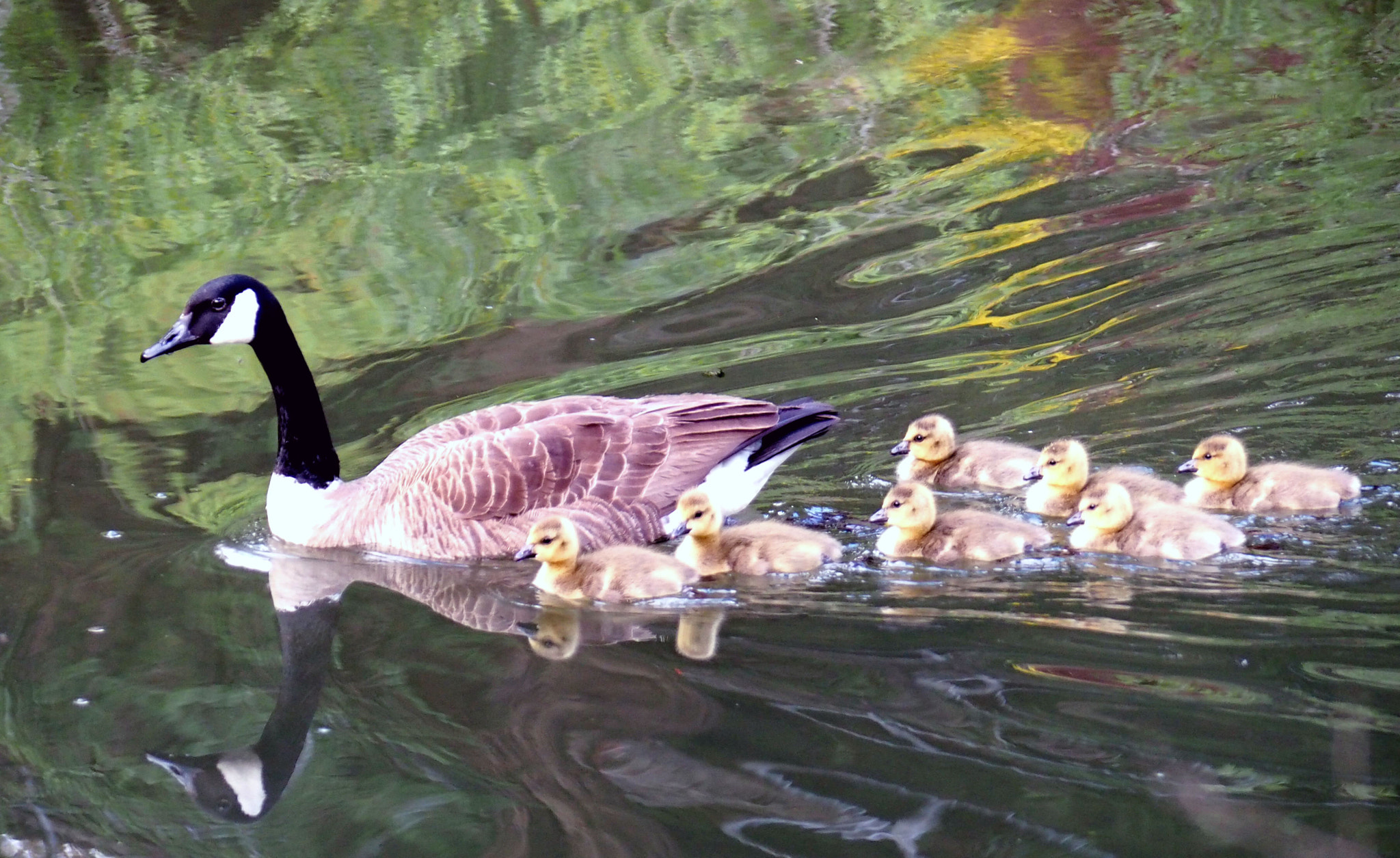 Panasonic Lumix G Vario 45-200mm F4-5.6 OIS sample photo. We are family photography