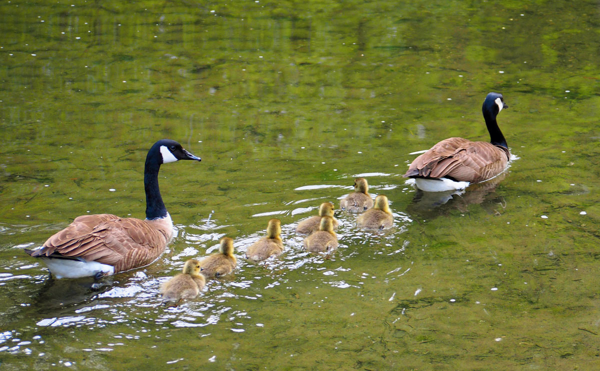 Panasonic Lumix G Vario 45-200mm F4-5.6 OIS sample photo. We are family photography