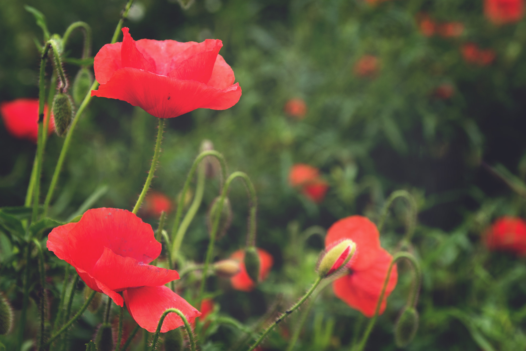 Nikon D810 + Sigma 24-70mm F2.8 EX DG Macro sample photo. Poppy photography