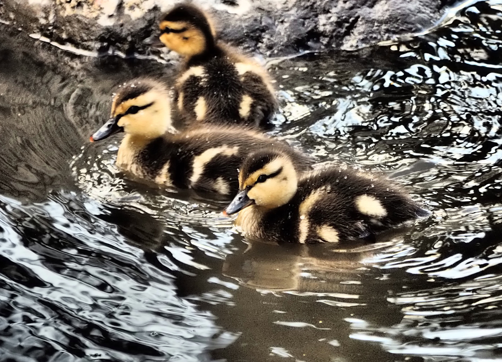 Panasonic Lumix G Vario 45-200mm F4-5.6 OIS sample photo. We are ducks photography