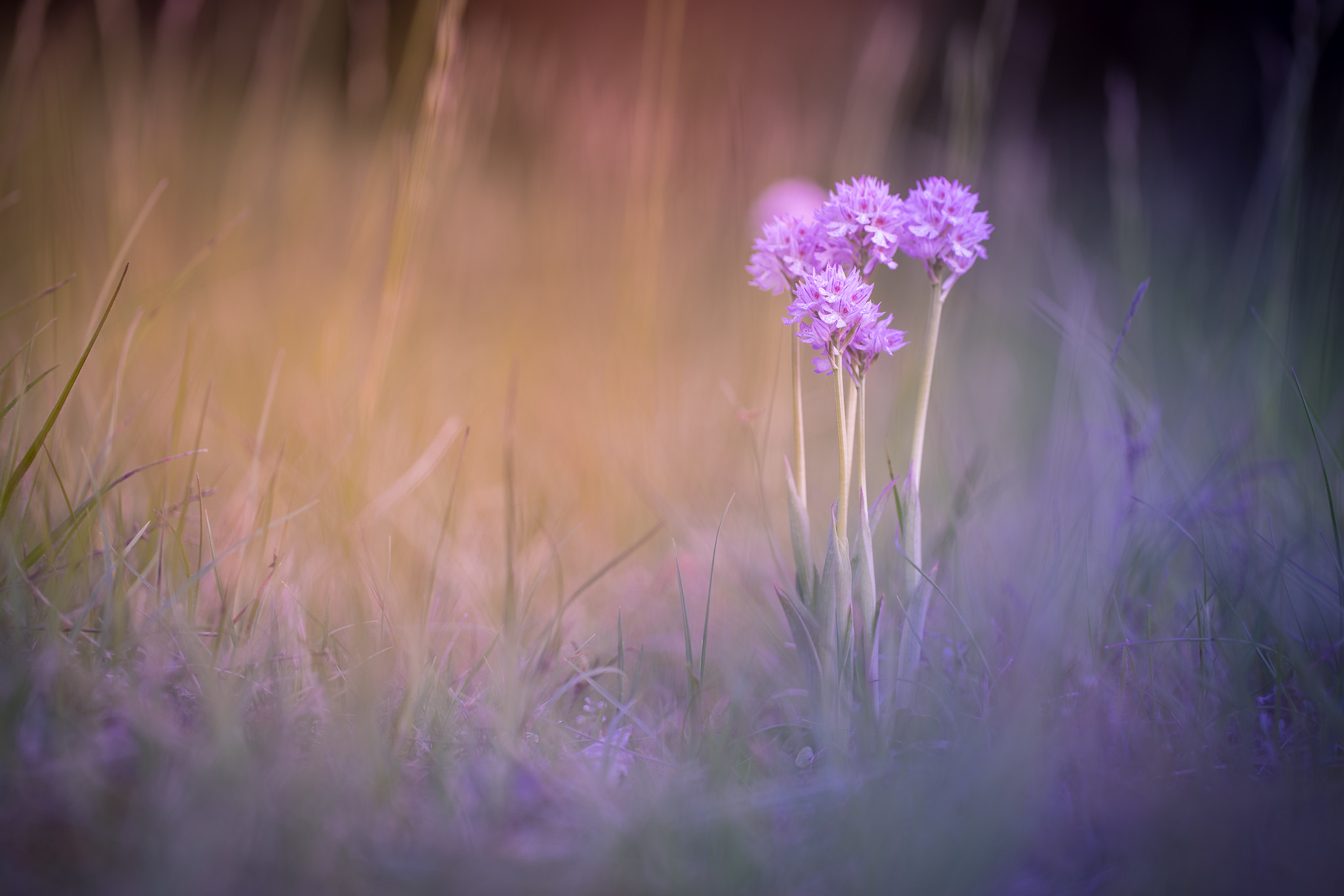 Sony a7 II + Canon EF 100mm F2.8L Macro IS USM sample photo. Dreamy orchid... photography