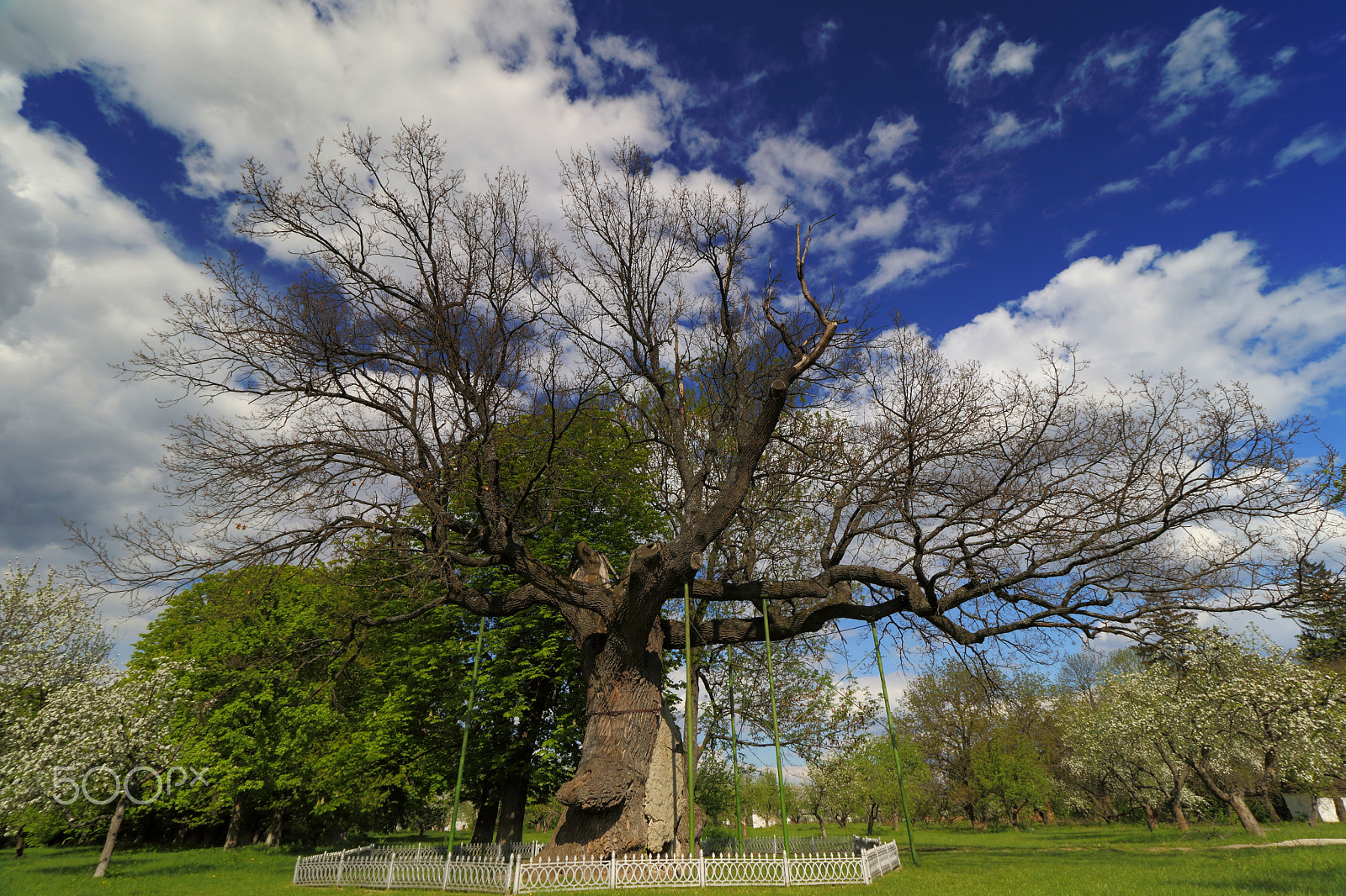 Canon EF-S 10-18mm F4.5–5.6 IS STM sample photo. Shevchenko's oak photography