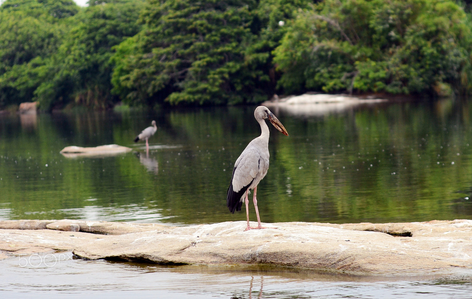 Nikon D3100 + Zeiss Milvus 85mm f/1.4 sample photo. Bird photography