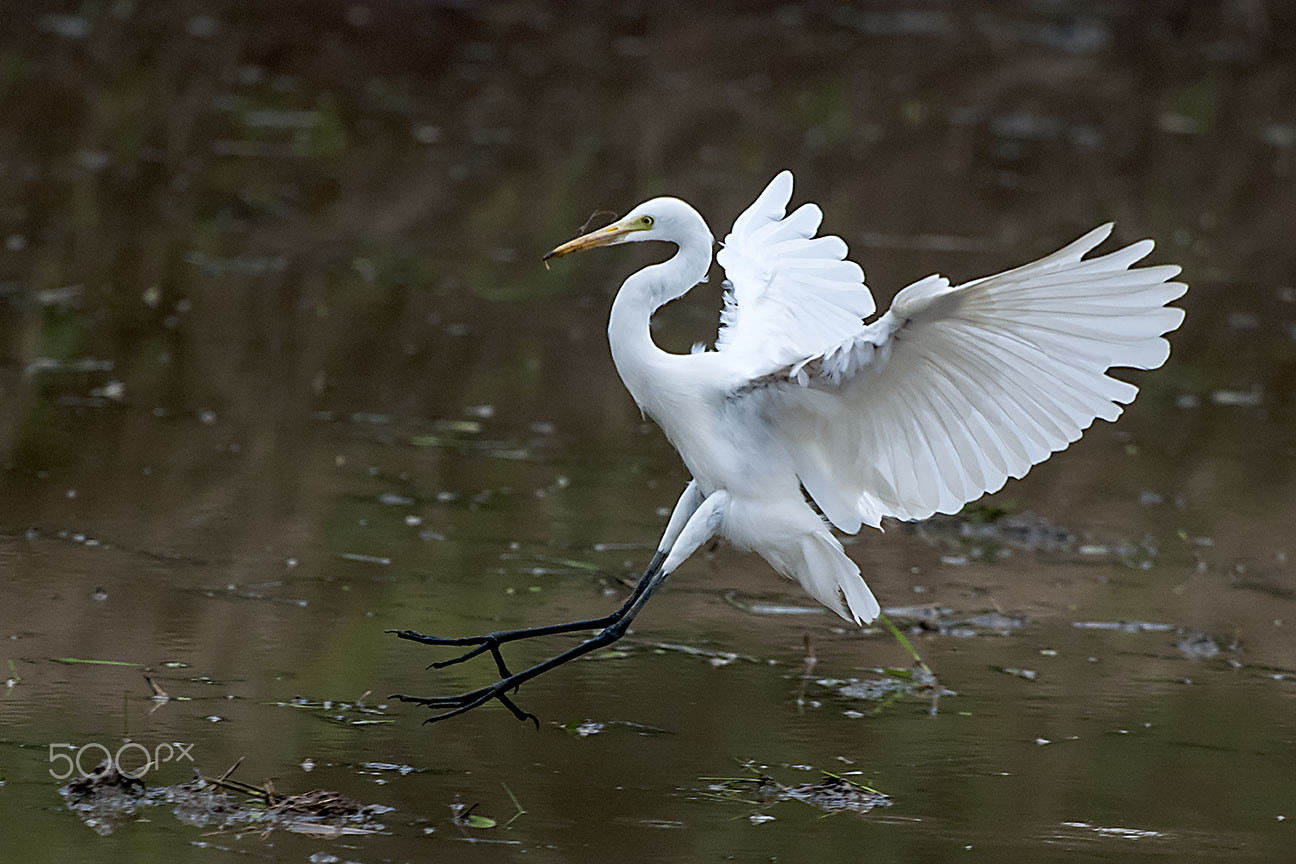 Nikon D80 sample photo. Cattle egret photography