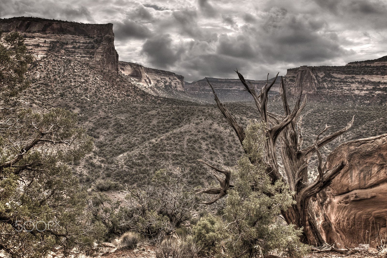 Nikon D40X sample photo. Dead tree enjoying another view photography