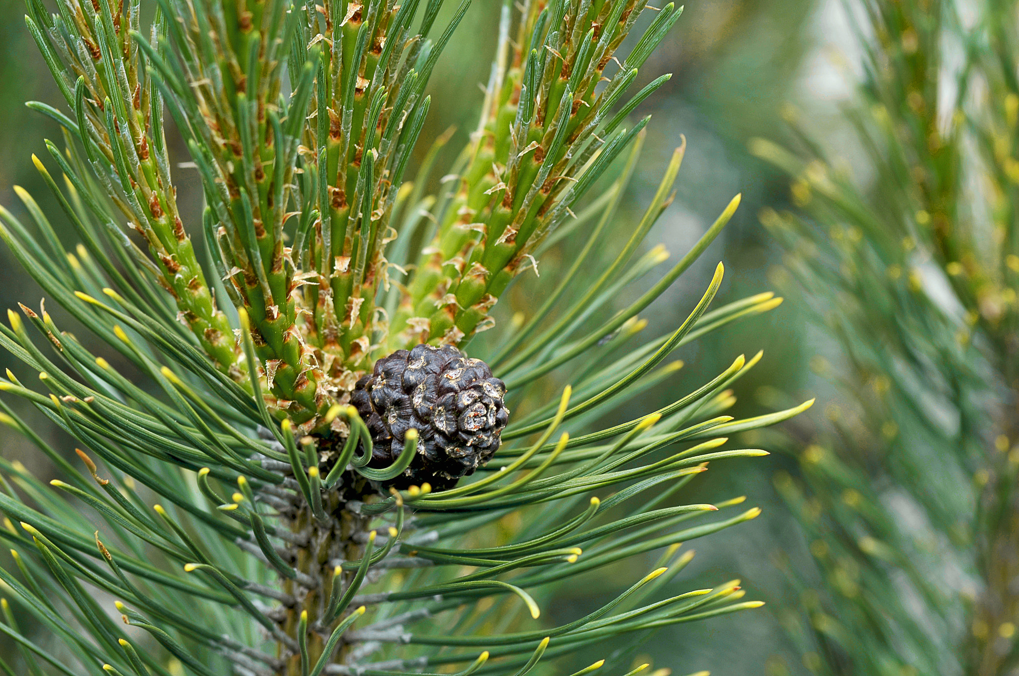 Nikon D300 + AF Micro-Nikkor 105mm f/2.8 sample photo. Крымская сосна photography