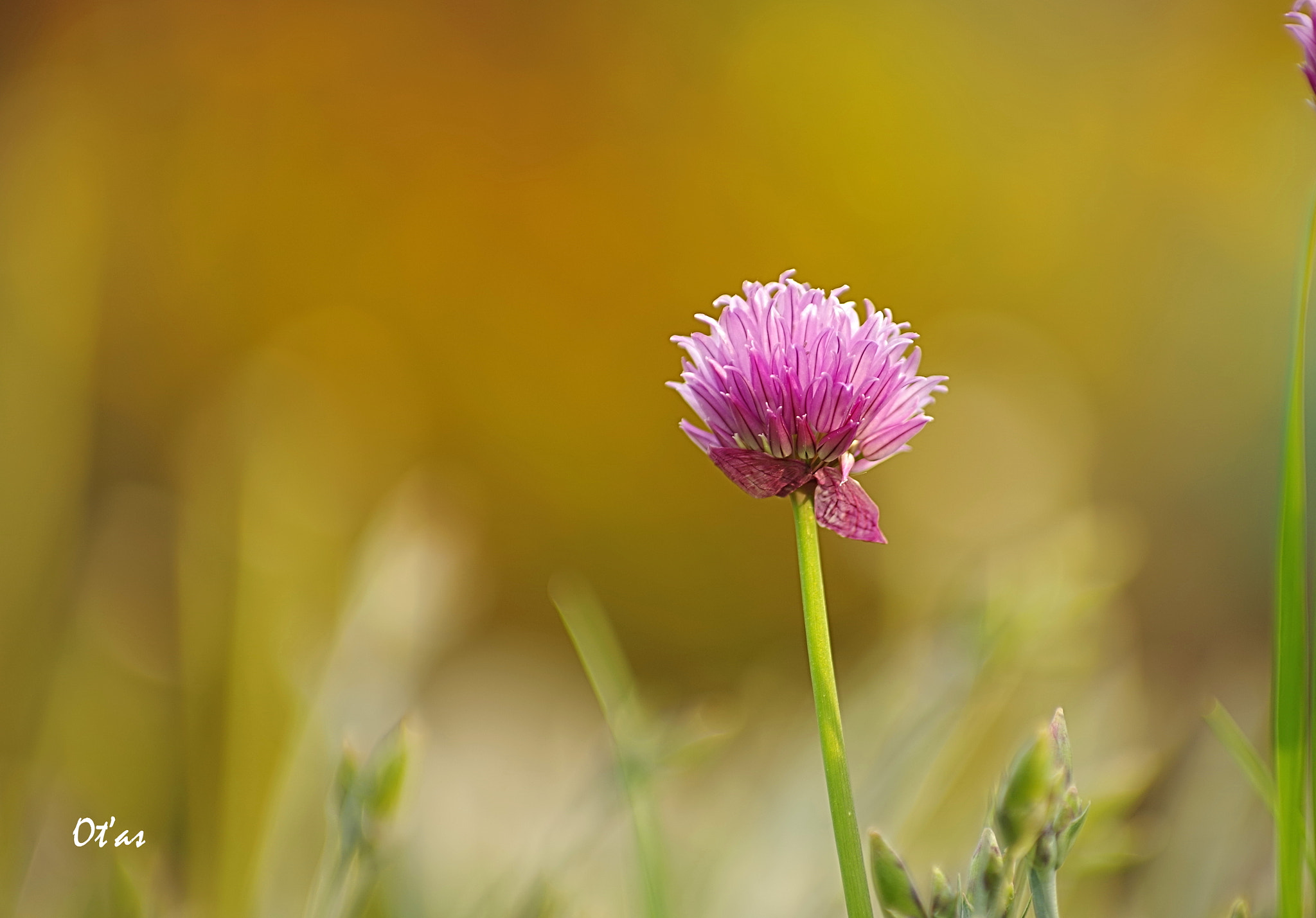Pentax smc DA* 50-135mm F2.8 ED (IF) SDM sample photo. Flower photography