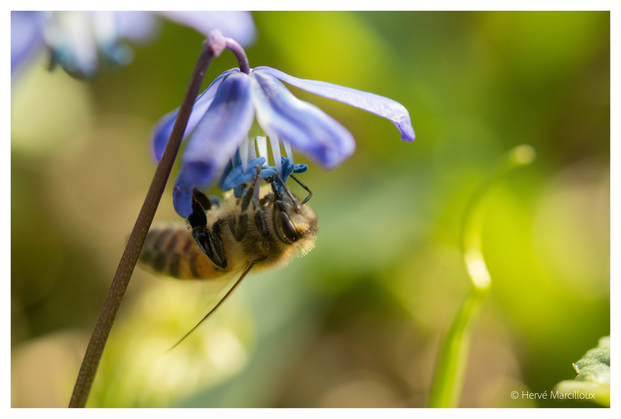 Sony SLT-A77 + 105mm F2.8 sample photo. Looking for pollen photography