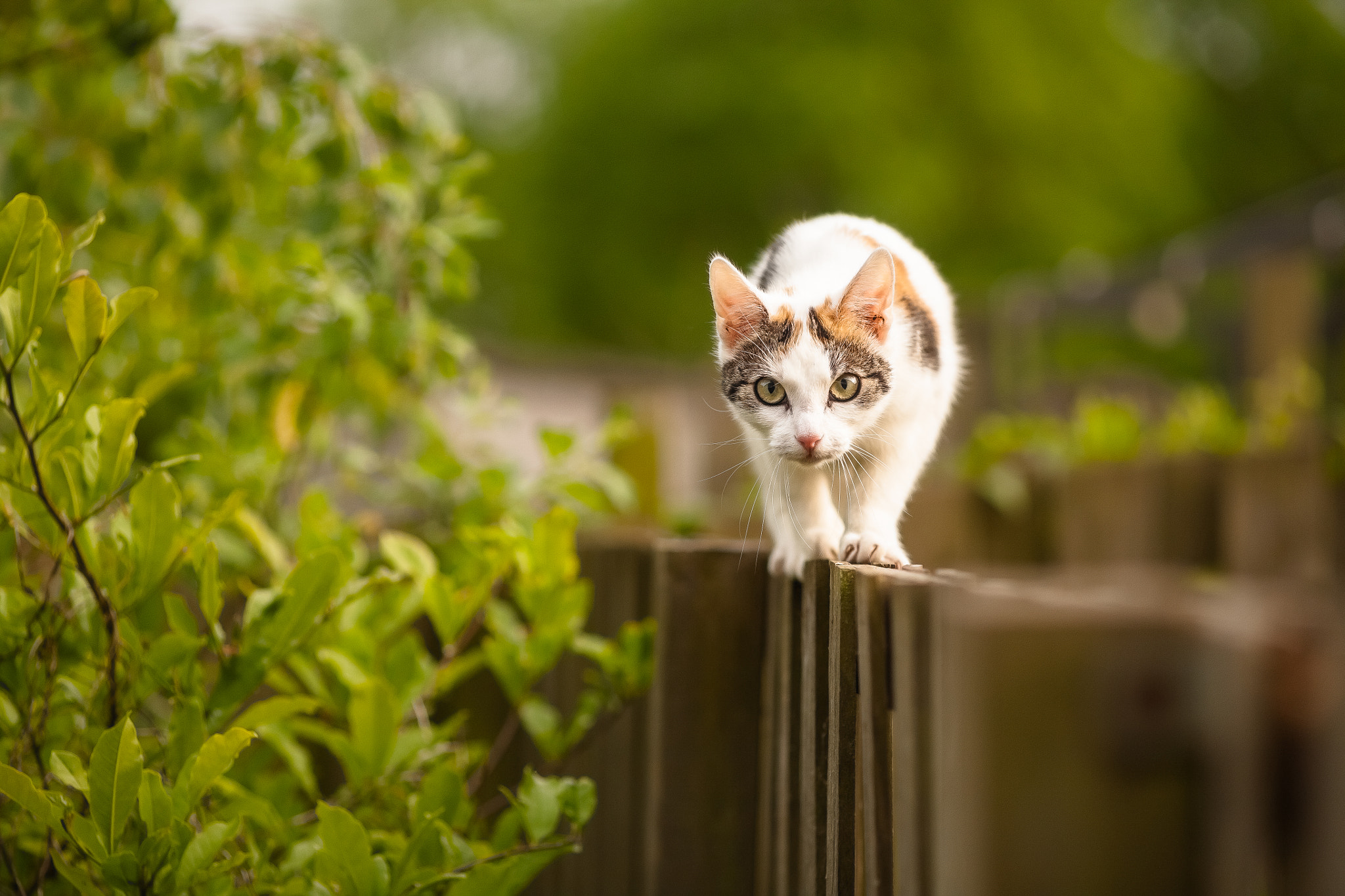 Canon EOS 5D + Canon EF 135mm F2.8 SF sample photo. Dora daredevil. photography