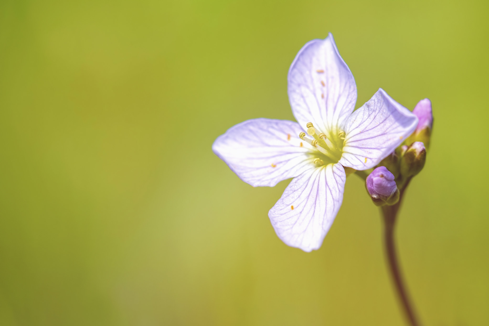 Canon EF 100mm F2.8 Macro USM sample photo. Spring meadow flower photography