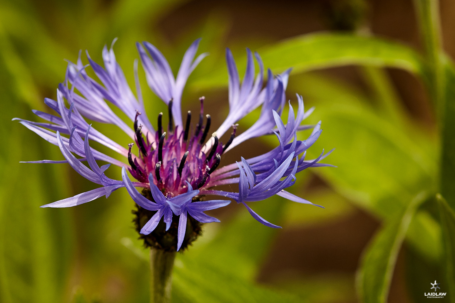 Canon EF 100mm F2.8 Macro USM sample photo. Centaurea montana 2016 photography