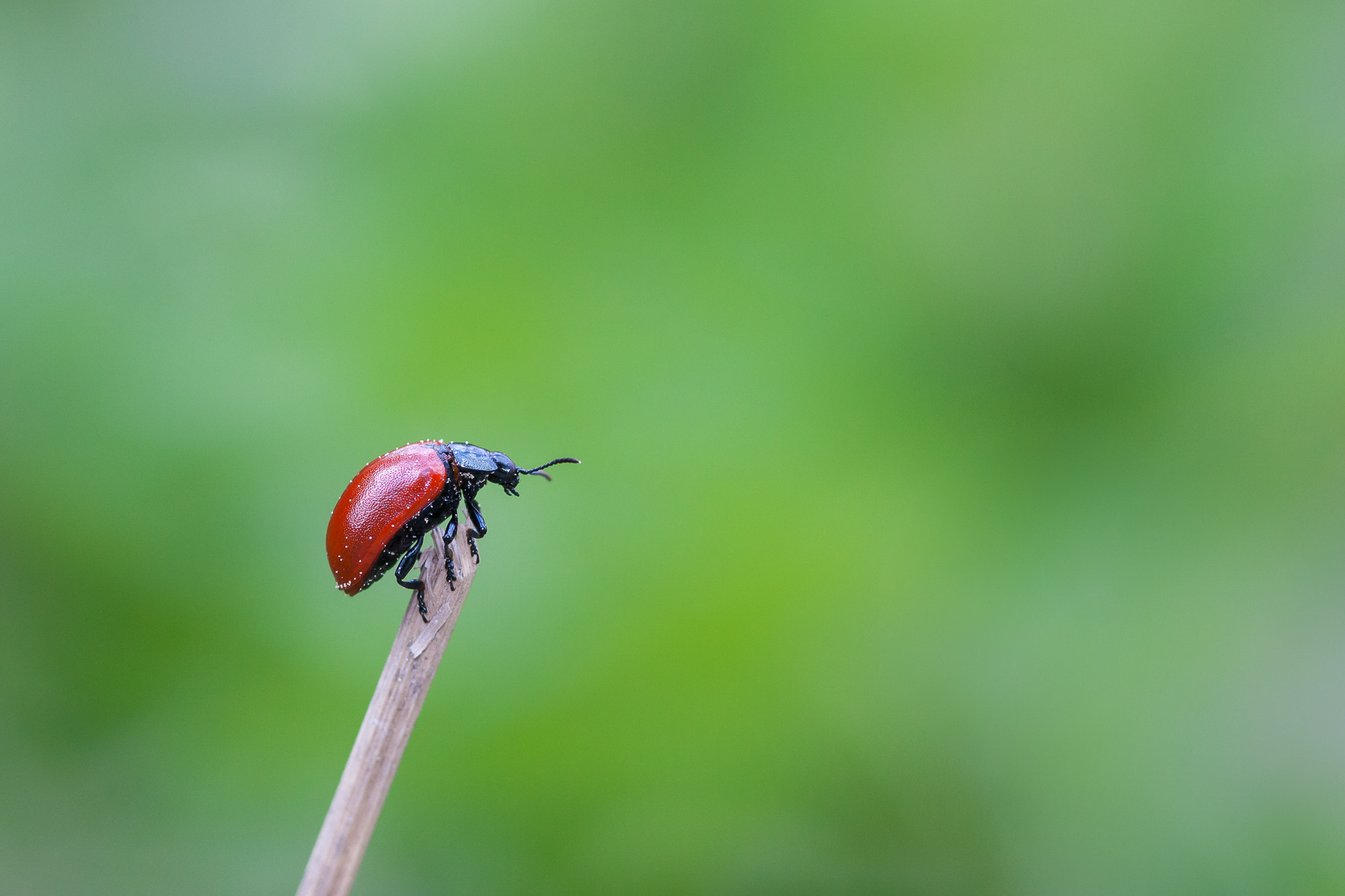 Canon EF 300mm F4L IS USM sample photo. Aspglansbagge, chrysomela populi photography