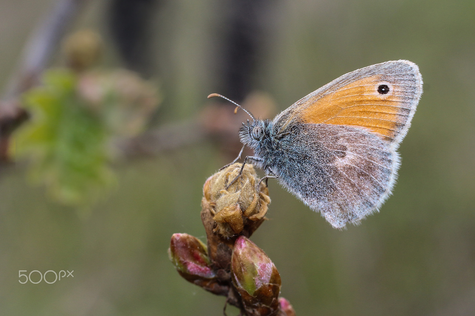 Canon EOS 650D (EOS Rebel T4i / EOS Kiss X6i) + Canon EF 50mm F2.5 Macro sample photo. Coenonympha pamphilus photography