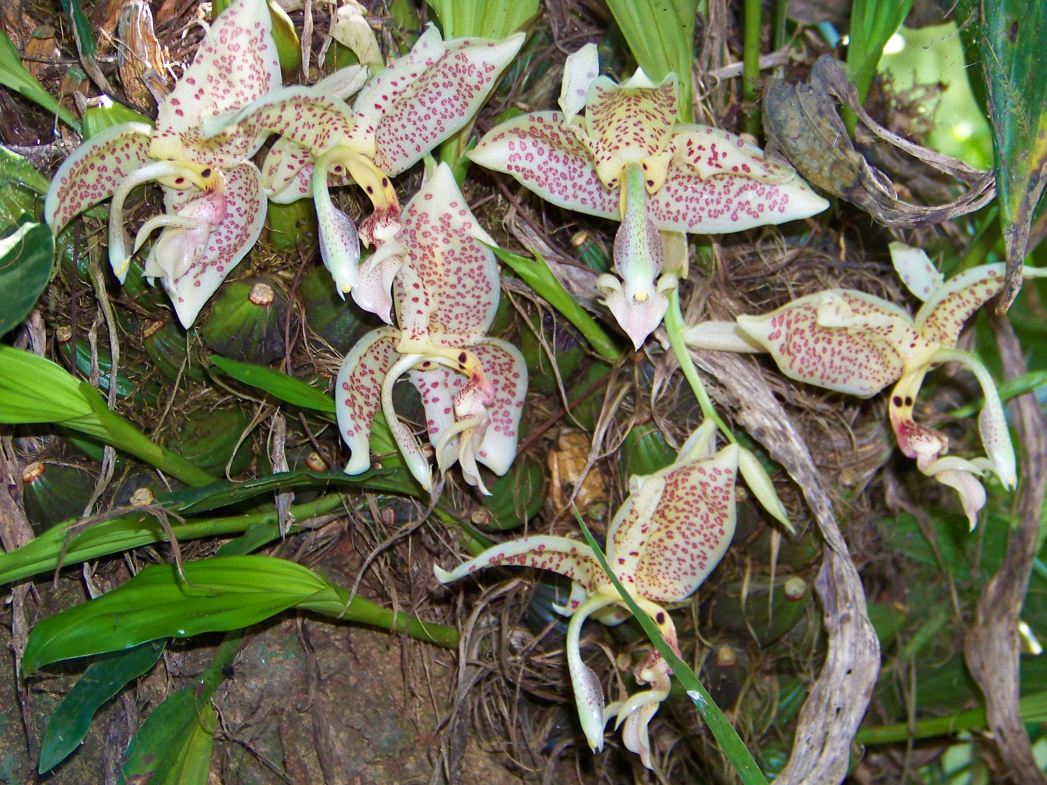 Kodak EASYSHARE Z8612 IS DIGITAL CAMERA sample photo. Stanhopea oculata photography