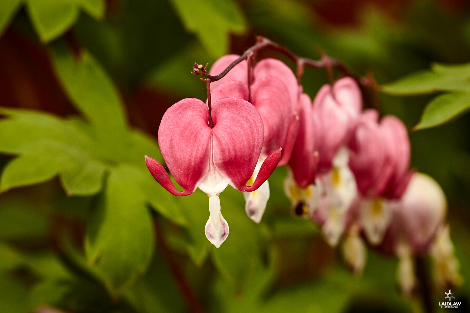 Canon EF 100mm F2.8 Macro USM sample photo. Dicentra spectabilis photography
