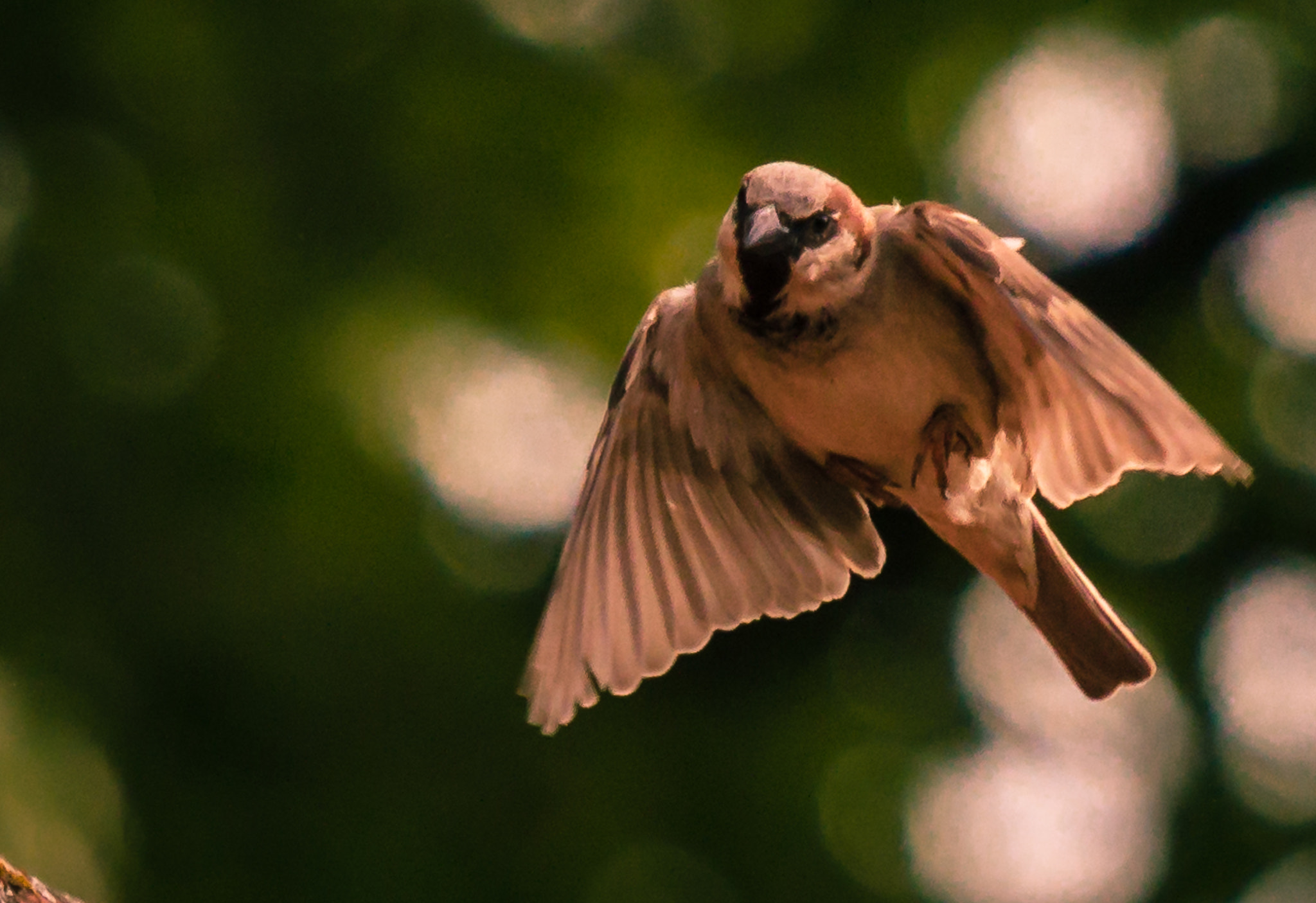 Canon EF 70-200mm F4L IS USM sample photo. Spatz photography