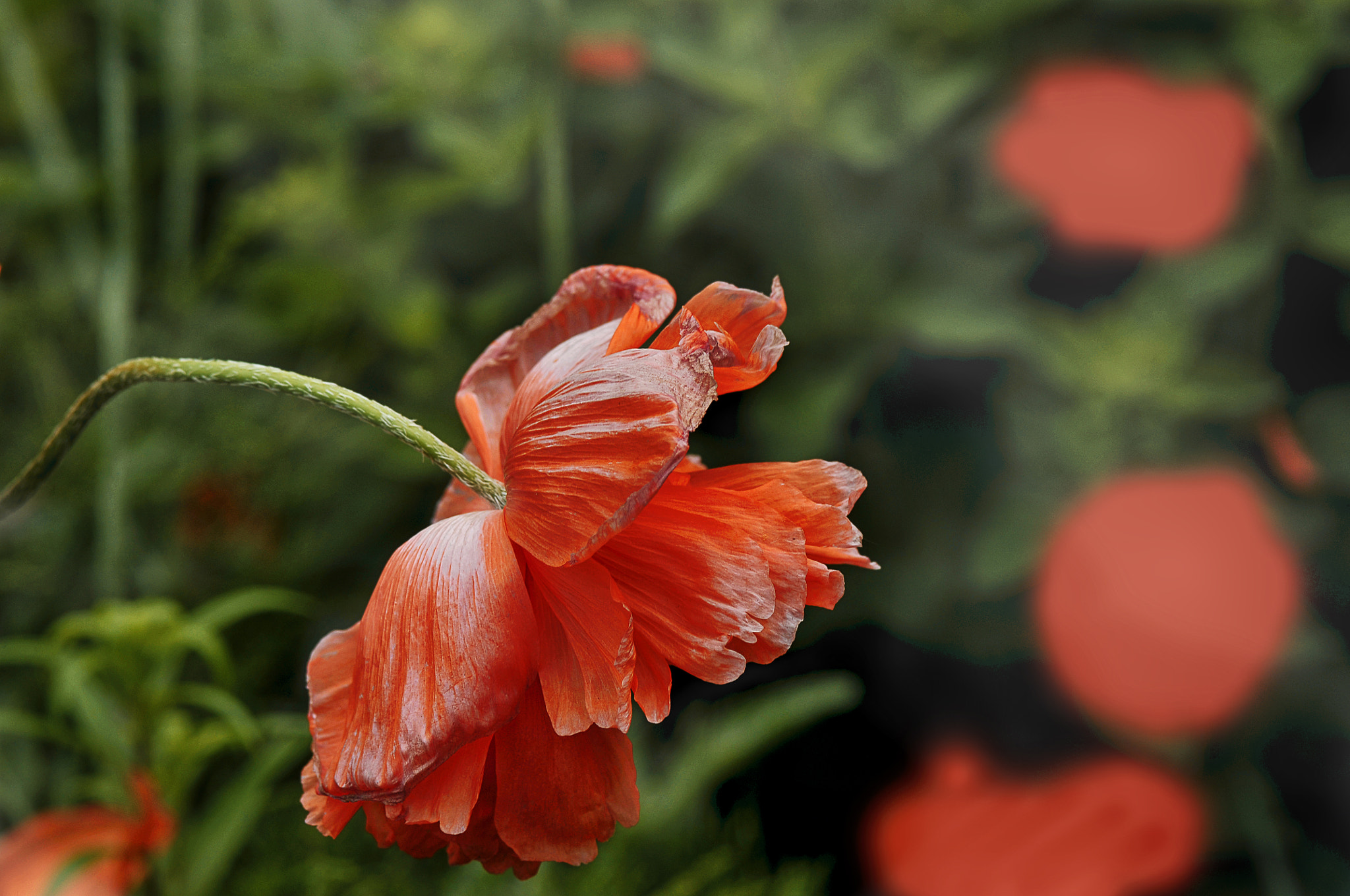 Nikon D300 + AF Micro-Nikkor 105mm f/2.8 sample photo. Уходящая молодость photography