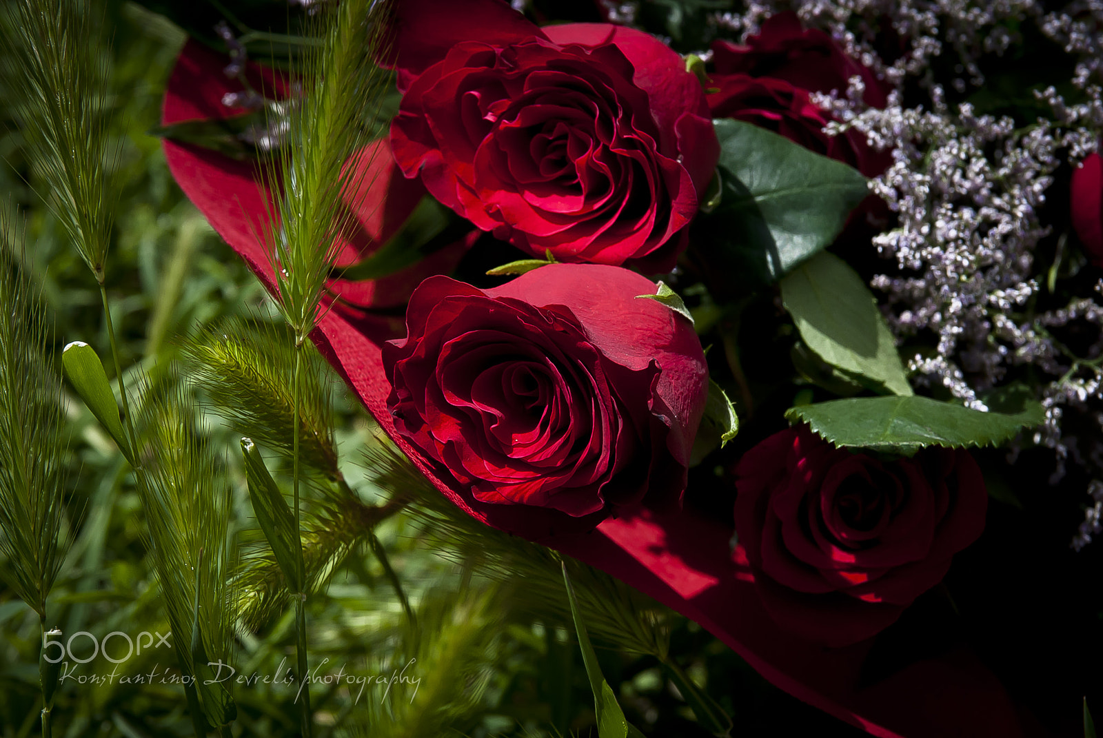 Nikon AF-S Nikkor 28-70mm F2.8 ED-IF sample photo. Nature red passion ... photography