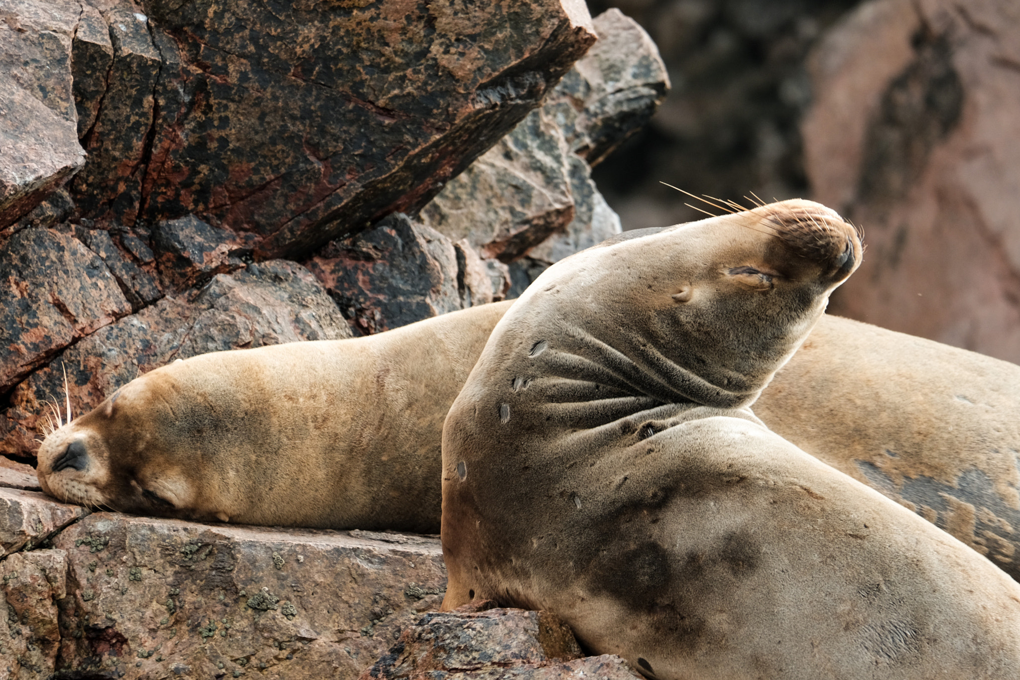 Fujifilm X-T10 + Fujifilm XC 50-230mm F4.5-6.7 OIS II sample photo. Sea lions photography