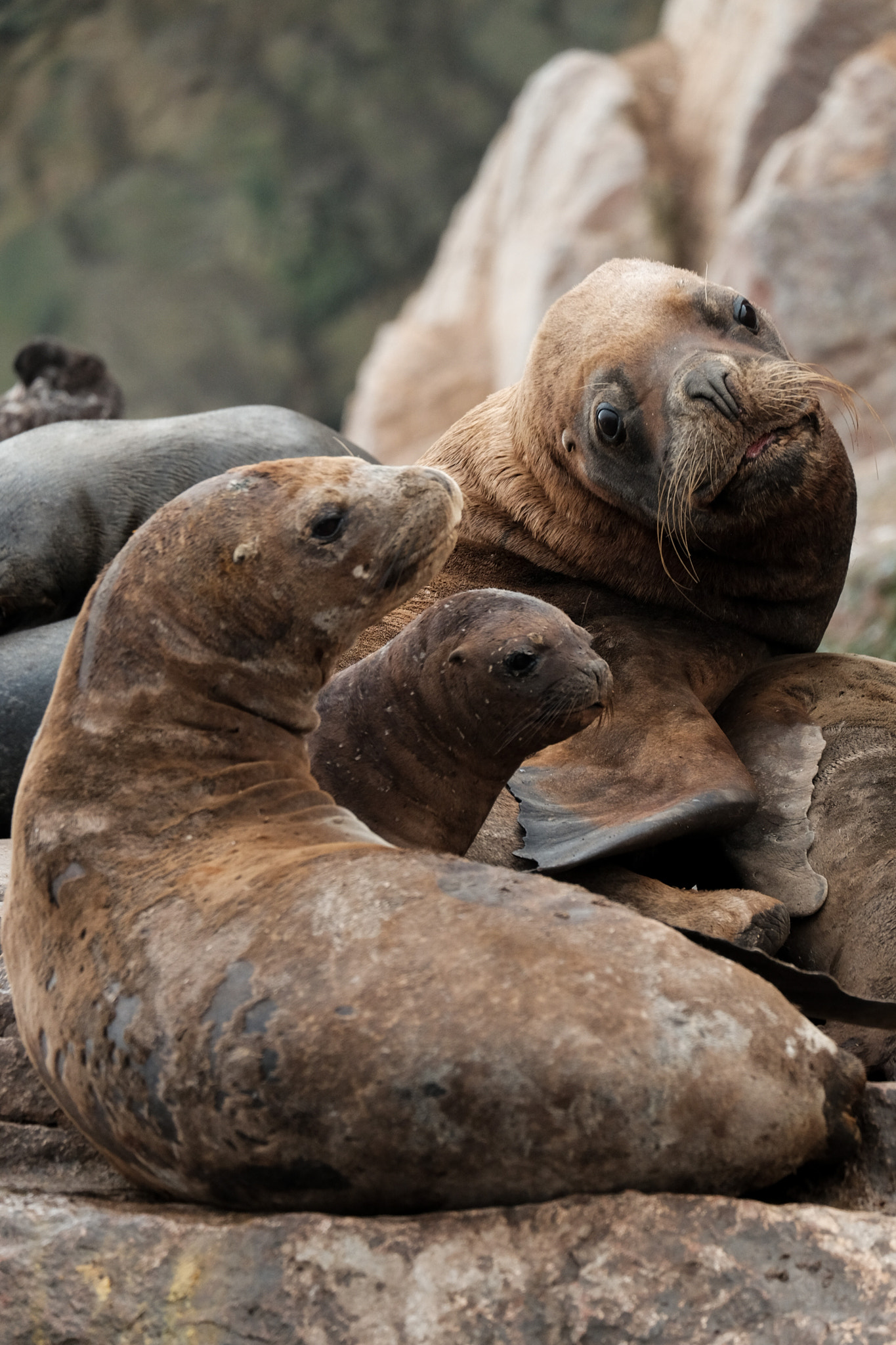 Fujifilm X-T10 + Fujifilm XC 50-230mm F4.5-6.7 OIS II sample photo. A family of sea lions photography