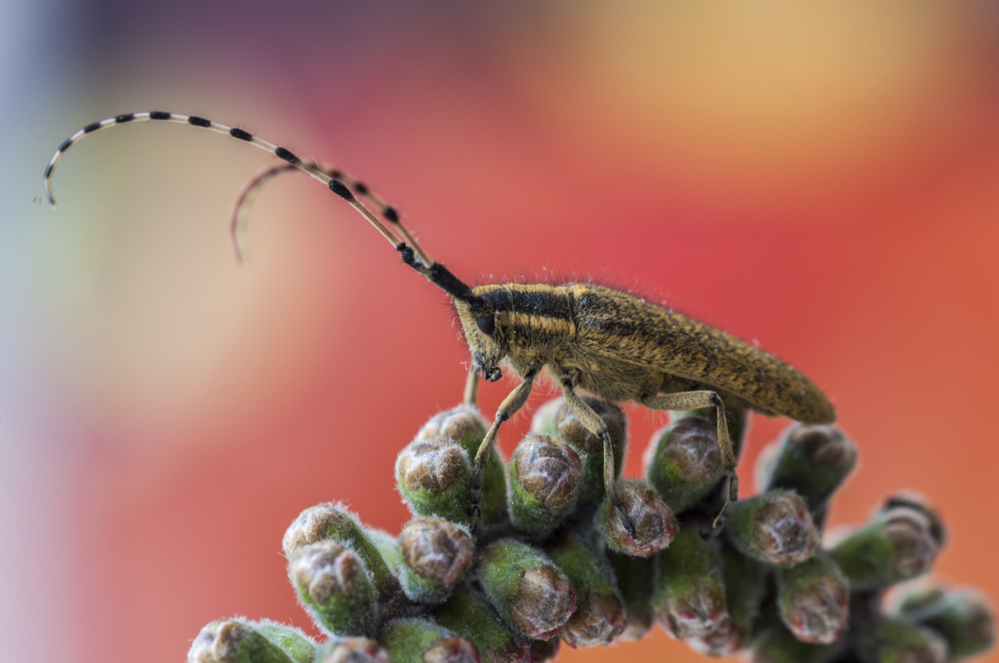 Sigma APO Macro 180mm F3.5 EX DG HSM sample photo. El antenitas photography